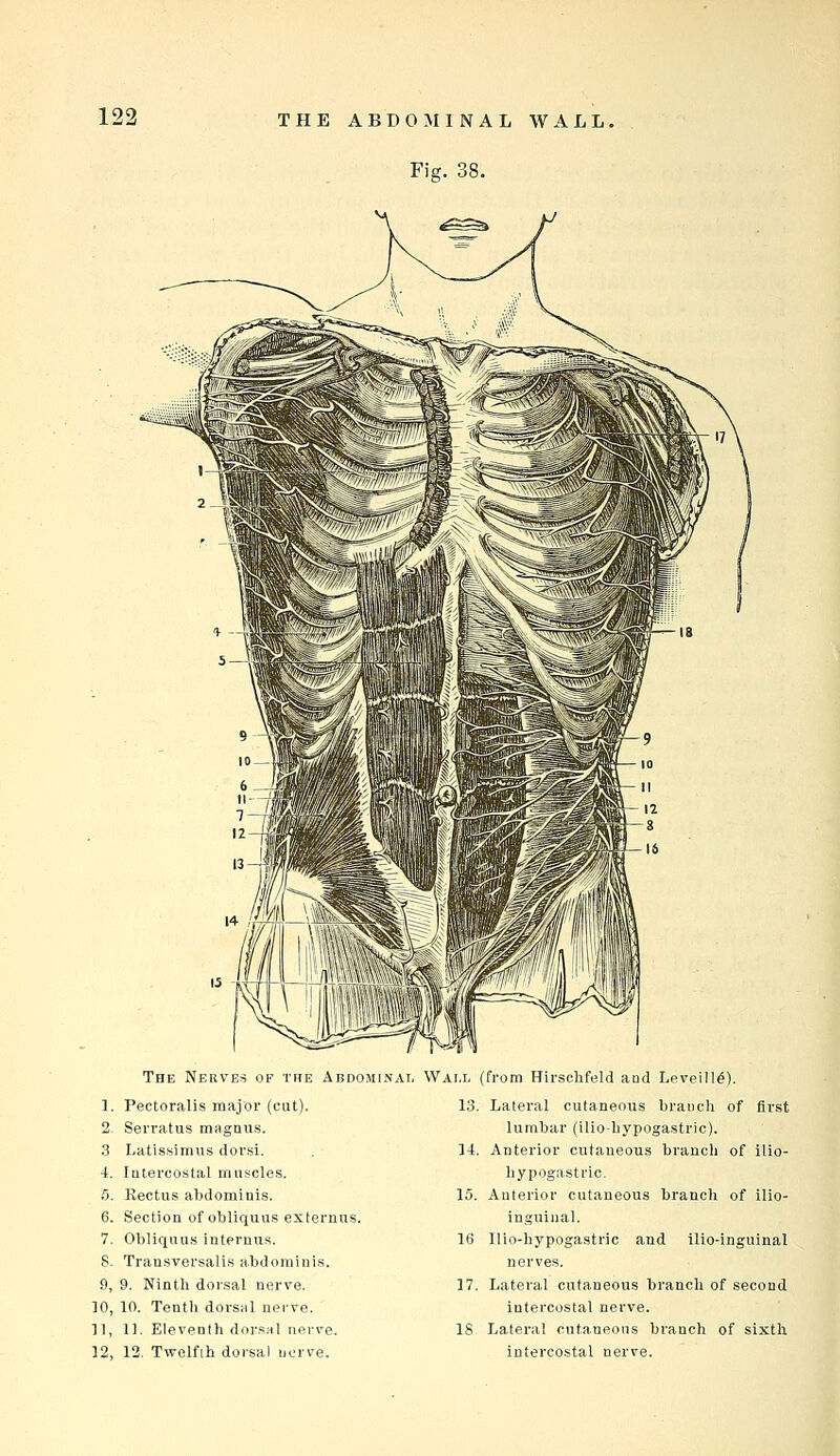 Fig. 38. The Nerves of the Abdominal Pectoralis major (cut). Serratus magnus. Latissimus dorsi. latercostal muf^cIes, Rectus abdominis. Section of obliquus externus. Obliquus internus. Transversalis abdominis. 9. Ninth dorsal nerve. 10. Tentli dorsal nei-ve. 11. Eleventh dor.sHl nerve. 12. Twelfth doi-sal uorve. Wall (from Hirschfeld and LeveiH^). 13. Lateral cutaneous branch of first lumbar (iliohypogastric). 14. Anterior cutaneous branch of ilio- hypogastric. 15. Anterior cutaneous branch of ilio- inguinal. 16 Ilio-hypogastric and ilio-inguinal nerves. 17. Lateral cutaneous branch of second intercostal nerve. 18 Lateral cutaneous branch of sixth intercostal nerve.