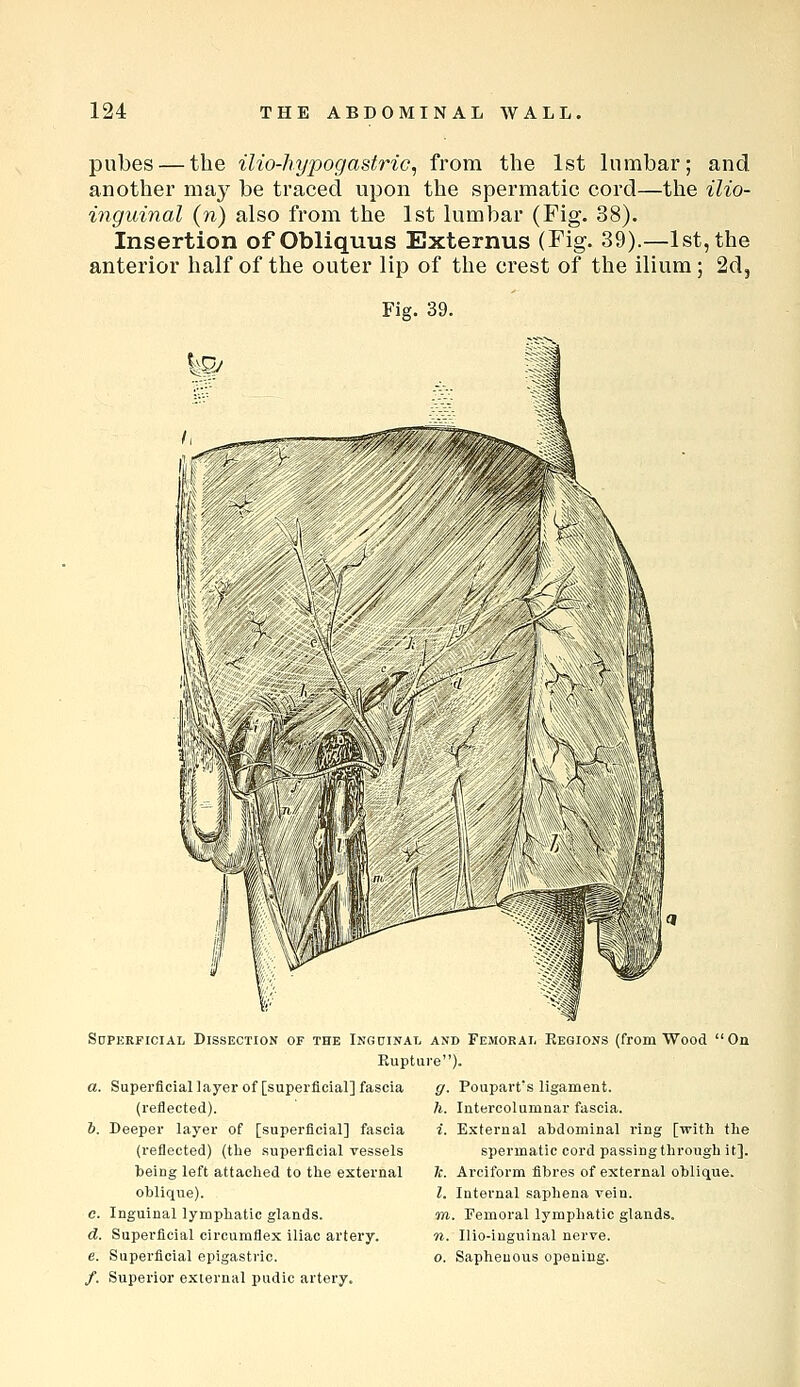 pubes — the ilio-hypogastric, from the 1st lumbar; and another may be traced upon the spermatic cord—the ilio- inguinal (n) also from the 1st lumbar (Fig. 38). Insertion of Obliquus Externus (Fig. 39).—1st, the anterior half of the outer lip of the crest of the ilium; 2d5 Fig. 39. SoPERFiciAi, Dissection of the Inguinal and Femoral Regions (from Wood Rupture). a. Superflciallayer of [superficial] fascia ff. Poupart'S ligament. (reflected). b. Deeper layer of [superficial] fascia (reflected) (the superficial vessels being left attached to the external oblique). e. Inguinal lymphatic glands. d. Superficial circumflex iliac artery. e. Superficial epigastric. /. Superior external pudic artery. h. Intercolumnar fascia. i. External abdominal ring [with the spermatic cord passing through it]. 1c. Arciform fibres of external oblique. I. Internal saphena vein. m. Femoral lymphatic glands. n. Ilio-iuguinal nerve. o. Saphenous opening.