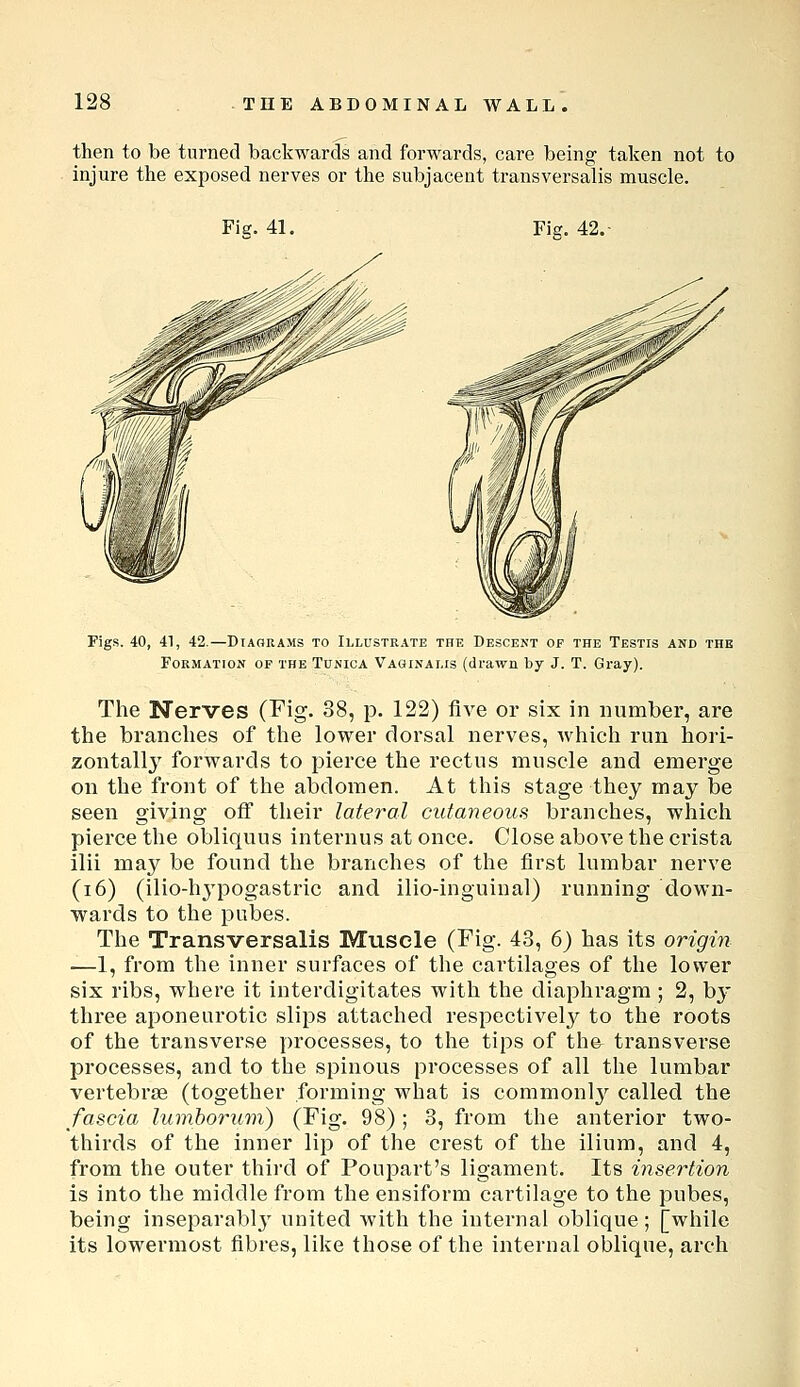 then to be turned backwards and forwards, care being taken not to injure the exposed nerves or the subjacent transversalis muscle. Fig. 41. Fig. 42. Figs. 40, 41, 42.—Diagrams to Illustrate the Descent of the Testis and the Formation of the Tunica Vaginalis (drawn by J. T. Gray). The Nerves (T'ig- 38, p. 122) five or six in number, are the branches of the lower dorsal nerves, Avhich run hori- zontally forwards to pierce the rectus muscle and emerge on the front of the abdomen. At this stage they may be seen giving off their lateral cutaneous branches, which pierce the obliquus internus at once. Close above the crista ilii may be found the branches of the first lumbar nerve (i6) (ilio-hj'pogastric and ilio-inguinal) running down- wards to the pubes. The Transversalis Muscle (Fig- 43, 6) has its origin —1, from the inner surfaces of the cartilages of the lower six ribs, where it interdigitates with the diaphragm ; 2, hy three aponeurotic slips attached respectivel}^ to the roots of the transverse processes, to the tips of tha transverse processes, and to the spinous processes of all the lumbar vertebrae (together forming what is commonl}'^ called the fascia lumhorum) (Fig. 98) ; 3, from the anterior two- thirds of the inner lip of the crest of the ilium, and 4, from the outer third of Foupart's ligament. Its insertion is into the middle from the ensiform cartilage to the pubes, being inseparablj' united with the internal oblique; [while its lowermost fibres, like those of the internal oblique, arch