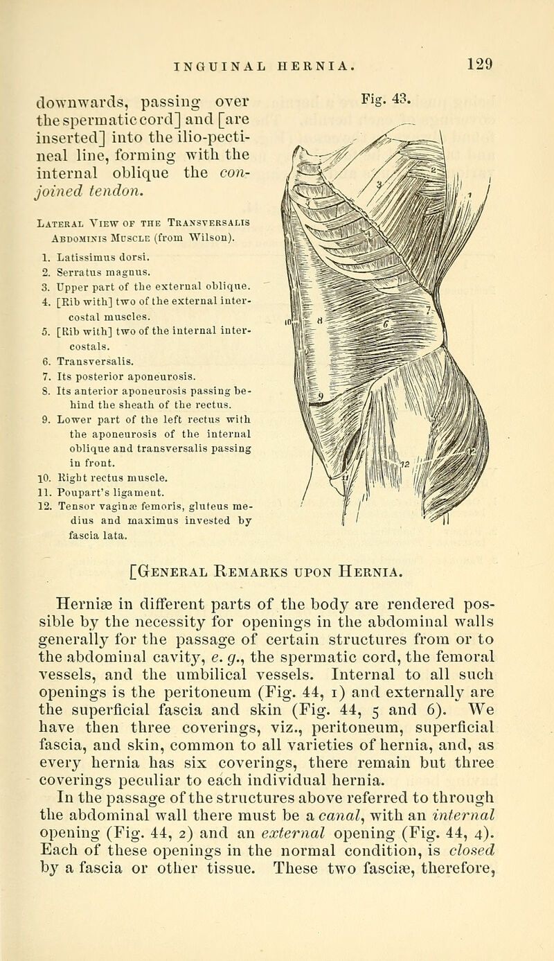 downwards, passing over the spermatic cord] and [are inserted] into tlie ilio-pecti- neal line, forming witli tlie internal oblique the con- joined tendon. Lateral View of the Transversalis Abdominis Muscle (from Wilsoii). 1. Latissimus dorsi. 2. Serratus magnus. 3. Upper part of the external oblique. 4. [Eib with] two of the external inter- costal muscles. 5. [Rib with] two of the internal inter- costals. 6. Transversalis. 7. Its posterior aponeurosis. 8. Its anterior aponeurosis passing be- hind the sheath of the rectus. 9. Lower part of the left rectus with the aponeurosis of the internal oblique and transversalis passing in front. 10. Kight rectus muscle. 11. Poupart's ligament. 12. Tensor vagina; femoris, gluteus me- dius and maximus invested by fascia lata. Fiff. 43. [General Remarks upon Hernia, Hei'niae in different parts of the body are rendered pos- sible by the necessity for openings in the abdominal walls generally for the passage of certain structures from or to the abdominal cavitj'^, e. g., the spermatic cord, the femoral vessels, and the umbilical vessels. Internal to all such openings is the peritoneum (Fig. 44, i) and externally are the superficial fascia and skin (Fig. 44, 5 and 6). We have then three coverings, viz., peritoneum, superficial fascia, and skin, common to all varieties of hernia, and, as every hernia has six coverings, there remain but three coverings peculiar to each individual hernia. In the passage of the structures above referred to through the abdominal wall there must be a canal, with an internal opening (Fig. 44, 2) and an external opening (Fig. 44, 4). Each of these openings in the normal condition, is closed hy a fascia or other tissue. These two fasciae, therefore.