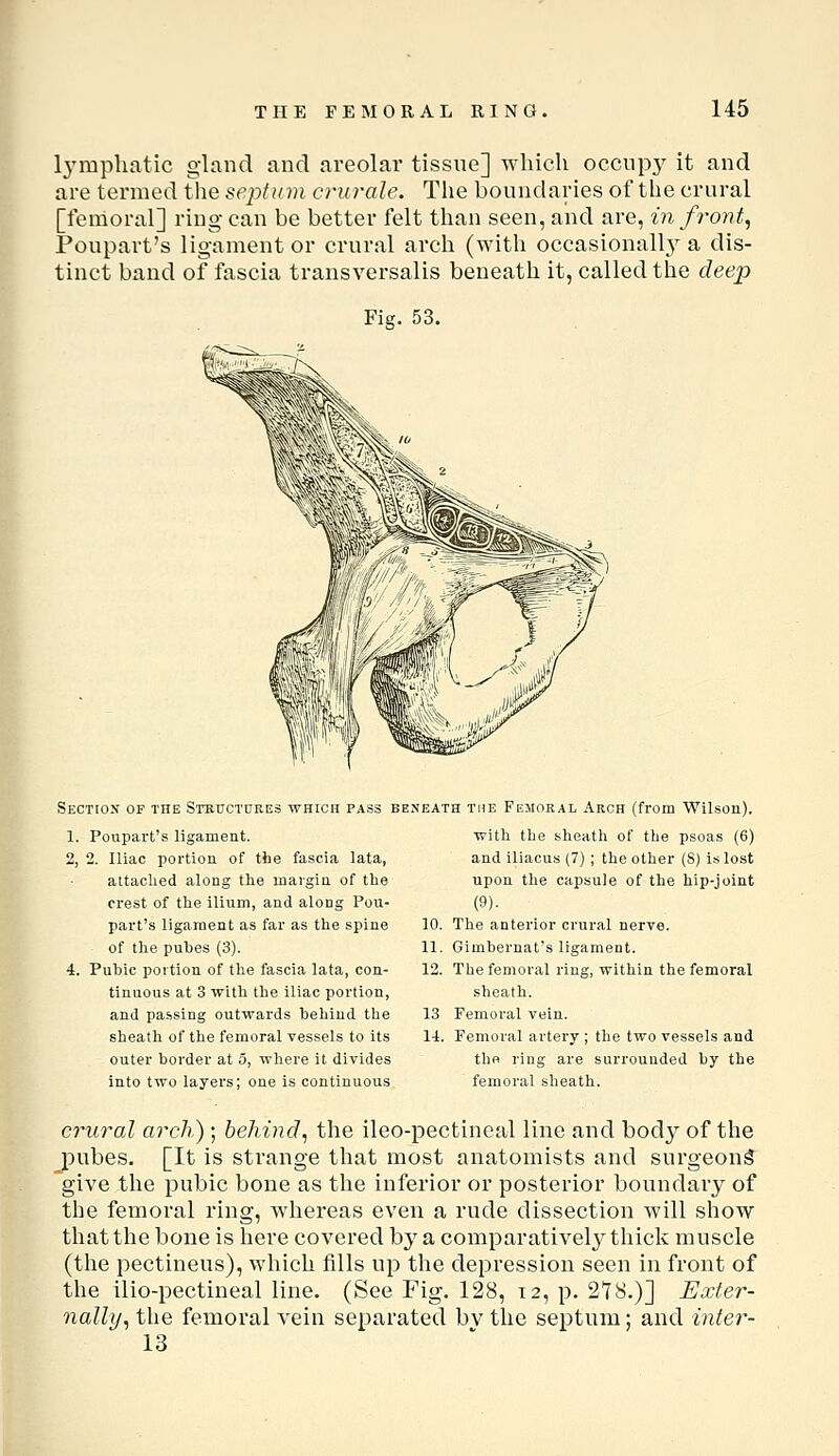 l3'rapliatic gland and areolar tissue] -uiiich occupy it and are termed tlie septum crurale. The boundaries of the crural [femoral] ring can be better felt than seen, and are, in front^ Poupart's ligament or crural arch (with occasionallj^ a dis- tinct band of fascia transversalis beneath it, called the deep Fig. 53. Section of the Stkuctures which pass i 1. Poupart's ligament. 2, 2. Iliac portion of tbe fascia lata, attached along the margin of the crest of the ilium, and along Pou- part's ligament as far as the spine of the puhes (3). 4. Pubic portion of the fascia lata, con- tinuous at 3 with the iliac portion, and passing outwards behind the sheath of the femoral vessels to its outer border at 5, where it divides into two layers; one is continuous ENEATH THE FEMORAL Arch (from Wilson). with the sheath of the psoas (6) and iliacus (7) ; the other (S) is lost upon the capsule of the hip-joint (9). 10. The anterior crural nerve. 11. Gimbernat's ligament. 12. The femoral ring, within the femoral sheath. 13 Femoral vein. li. Femoral artery ; the two vessels and the ring are surrounded by the femoral sheath. crural arch) ; behind., the ileo-pectineal line and body of the pubes. [It is strange that most anatomists and surgeon^ give the pubic bone as the inferior or posterior boundary of the femoral ring, whereas even a rude dissection will show that the bone is here covered by a comparatively thick muscle (the pectineus), which fills up the depression seen in front of the ilio-pectineal line. (See Fig. 128, 12, p. 278.)] Exter- nally., the femoral vein separated bv the septum; and inter- im