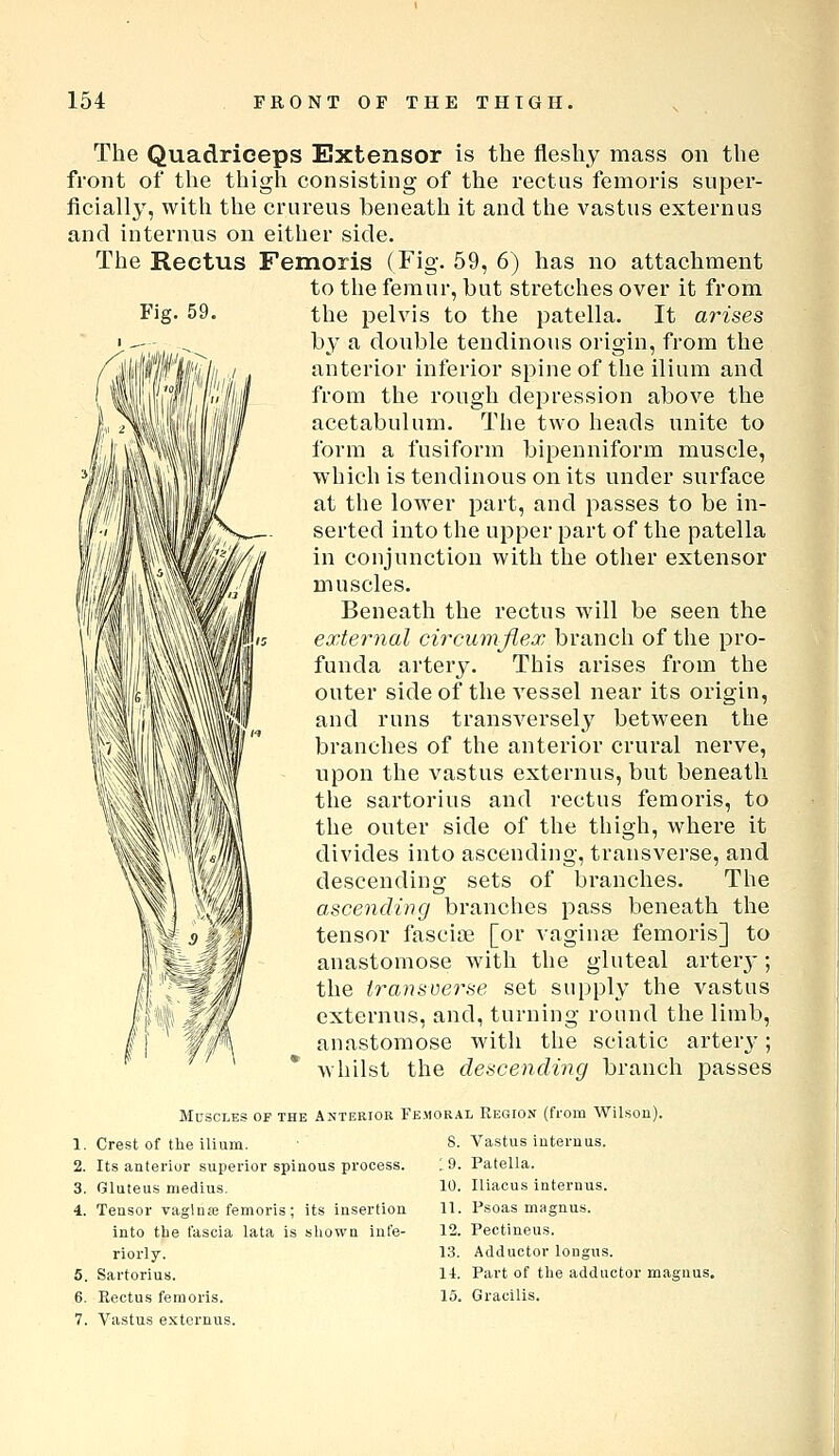 Fig. 59. The Quadriceps Extensor is the fleshy mass on the front of the thigh consisting of the rectus femoris super- ficially, with the crureus beneath it and the vastus externus and internus on either side. The Rectus Femoris (Fig. 59, 6) has no attachment to the femur, but stretches over it from the pelvis to the patella. It arises by a double tendinous origin, from the anterior inferior spine of the ilium and from the rough depression above the acetabulum. The two heads unite to form a fusiform bipenniform muscle, which is tendinous on its under surface at the lower part, and passes to be in- serted into the upper part of the patella in conjunction with the other extensor muscles. Beneath the rectus will be seen the external circumjlex branch of the pro- funda artery. This arises from the outer side of the vessel near its origin, and runs transversely between the branches of the anterior crural nerve, upon the vastus externus, but beneath the sartorius and rectus femoris, to the outer side of the thigh, where it divides into ascending, transverse, and descending sets of branches. The ascending branches pass beneath the tensor fasciai [or vaginae femoris] to anastomose with the gluteal arter3-; the transverse set supply the vastus externus, and, turning round the limb, anastomose with the sciatic arter}'; whilst the descending branch passes Muscles of the Anterior Femoral Region (from Wilson). 8. Vastus internus. :9. PateUa. 10. Iliacus internus. 11. Psoas magnus. 12. Pectineus. 13. Adductor longus. 1. Crest of the ilium. 2. Its anterior superior spinous process. 3. Gluteus medius. 4. Tensor vagina; femoris ; its insertion into tbe fascia lata is shown inte- riorly. 5. Sartorius. 7. Vastus externus. 14. Part of the adductor magnus.