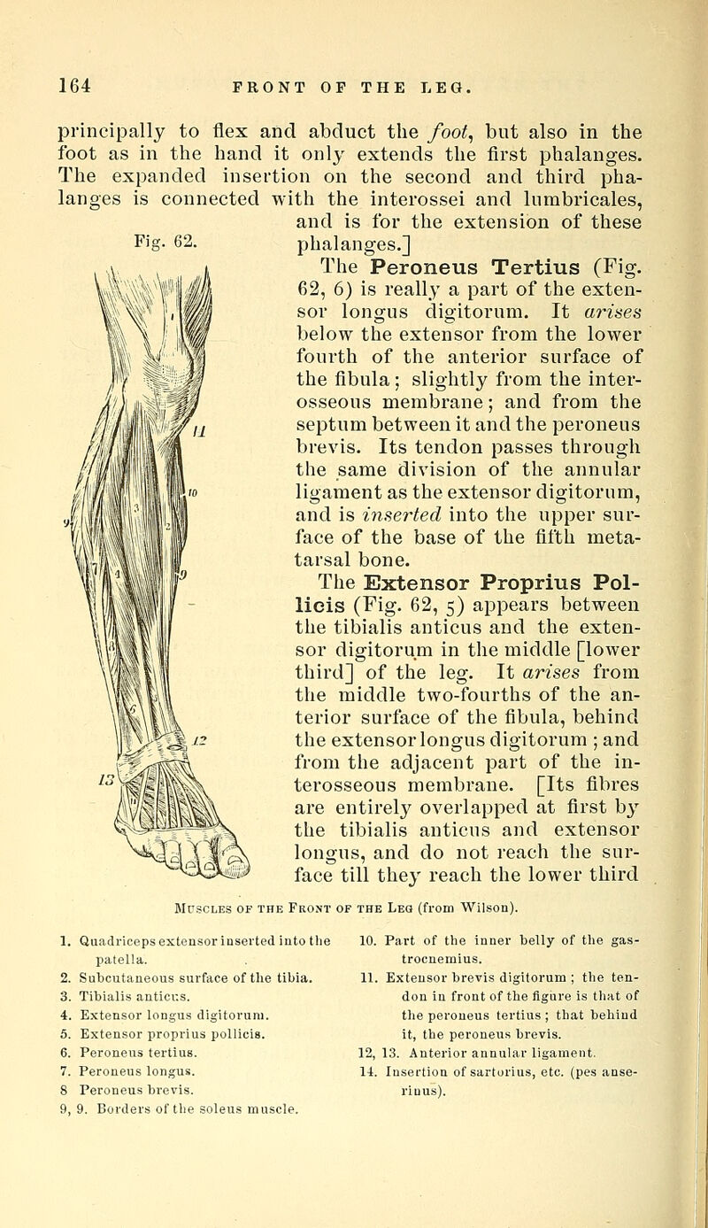Fig. 62. principally to flex and abduct the foot^ but also in the foot as in the hand it only extends the first phalanges. The expanded insertion on the second and third pha- langes is connected with the interossei and lumbricales, and is for the extension of these phalanges.] The Peroneus Tertius (Fig. 62, 6) is really a part of the exten- sor longus digitorum. It ariaes below the extensor from the lower fourth of the anterior surface of the fibula ; slightly from the inter- osseous membrane; and from the septum between it and the peroneus brevis. Its tendon passes through the same division of the annular ligament as the extensor digitorum, and is inserted into the upper sur- face of the base of the fifth meta- tarsal bone. The Extensor Proprius Pol- lieis (Fig- 62, 5) appears between the tibialis anticus and the exten- sor digitorum in the middle [lower third] of the leg. It arises from the middle two-fourths of the an- terior surface of the fibula, behind the extensor longus digitorum ; and from the adjacent part of the in- terosseous membrane. [Its fibres are entirely overlapped at first by the tibialis anticus and extensor longus, and do not reach the sur- face till they reach the lower third Muscles of the Front of the Leg (from Wilson). 1. Quadriceps extensor inserted into the patella. 2. Subcutaneous surface of the tibia. 3. Tibialis anticus. 4. Extensor longus digitorum. 5. Extensor proprius pollicis. 6. Peroneus tertius. 7. Peroneus longus. 8 Peroneus brevis. 9, 9. Borders of the soleus muscle. 10. Part of the inner belly of the gas- trocnemius. 11. Extensor brevis digitorum ; the ten- don in front of the figure is that of the peroneus tertius ; that beliind it, the peroneus brevis. 12. 13. Anterior annular ligament. 14. Insertion of sartorius, etc. (pes anse- riuus).