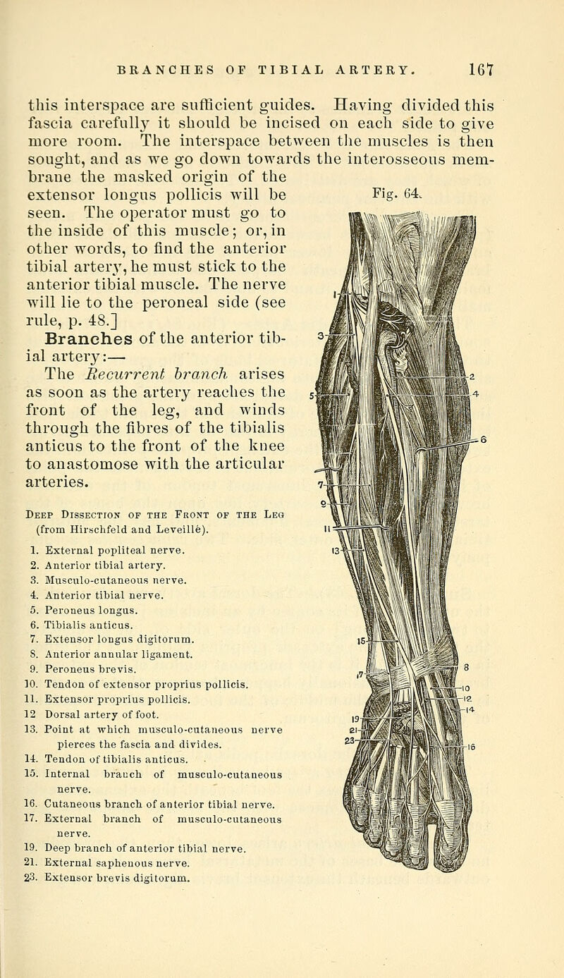this interspace are sufficient guides. Having- divided this fascia carefully it should be incised on each side to give more room. The interspace between tlie muscles is then sought, and as we go down towards the interosseous mem- brane the masked origin of the extensor longus pollicis will be seen. The operator must go to the inside of this muscle; or, in other words, to find the anterior tibial artery, he must stick to the anterior tibial muscle. The nerve will lie to the peroneal side (see rule, p. 48.] Branches of the anterior tib- ial artery:— The Becurrent branch arises as soon as the artery reaches the front of the leg, and winds through the fibres of the tibialis anticus to the front of the knee to anastomose with the articular arteries. Deep Dissection of the Front of the Leg (from Hirschfeld and Leveille). 1. External popliteal nerve. 2. Anterior tibial artery. .S. Musculo-cutaneous nerve. 4. Anterior tibial nerve. 5. Peroneus longus. 6. Tibialis anticus. 7. Extensor longus digitorum. S. Anterior annular ligament. 9. Peroneus brevis. 10. Tendon of extensor proprius pollicis. 11. Extensor proprius pollicis. 12 Dorsal artery of foot. 13. Point at which musculo-cutaneous nerve pierces the fascia and divides. Tendon of tibialis anticus. 14 15. Internal branch of musculo-cutaneous nerve. 16. Cutaneous branch of anterior tibial nerve. 17. External branch of musculo-cutaneous nerve. 19. Deep branch of anterior tibial nerve. 21. External saphenous nerve. 23. Extensor brevis digitorum. V,' \trA\