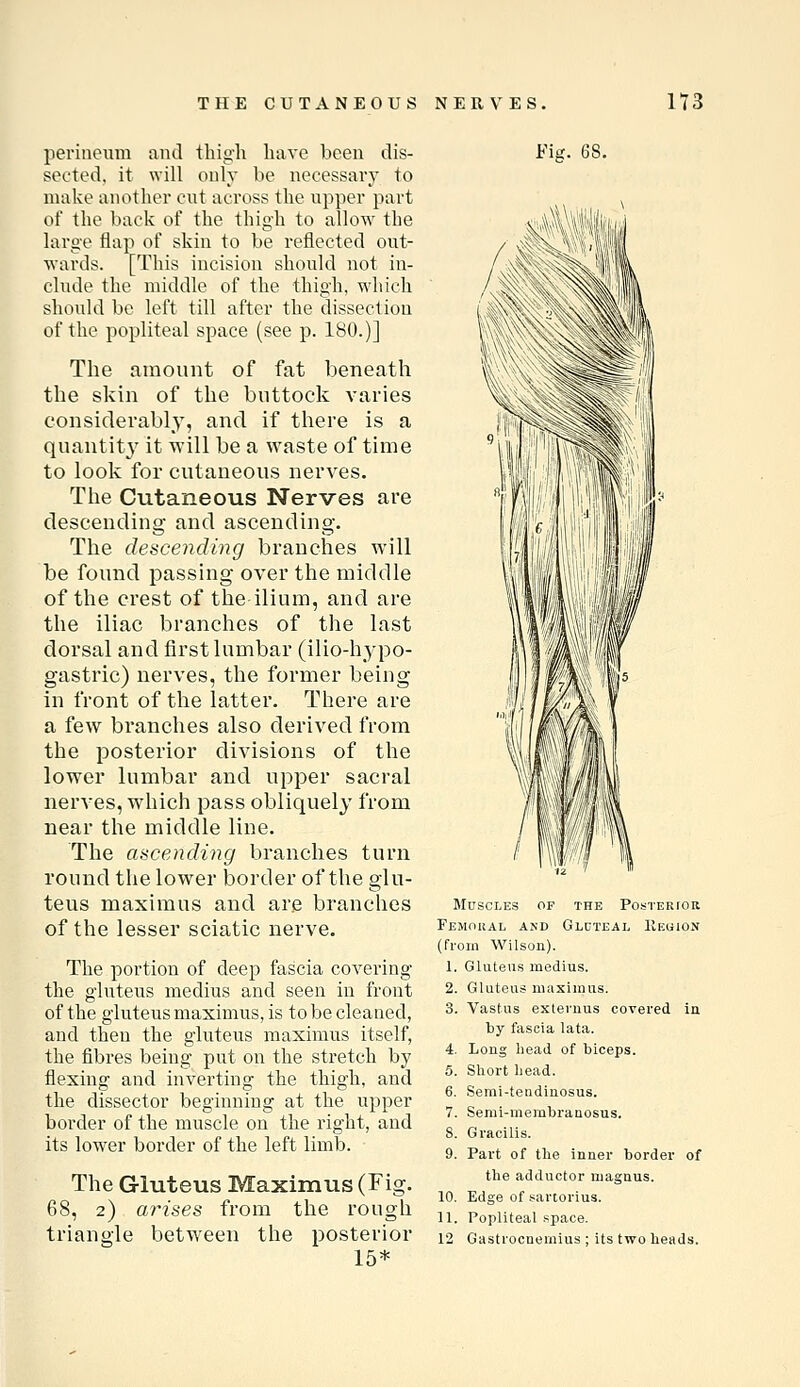 perineum and thigli have been dis- sected, it will only be necessary to make another cut across the upper part of the buck of the thigh to allow the large flap of skin to be reflected out- wards. [This incision should not in- clude the middle of the thigh, which should be left till after the dissection of the popliteal space (see p. 180.)] The amount of fat beneath the skin of the buttock varies considerably, and if there is a quantit}' it will be a waste of time to look for cutaneous nerves. The Cutaneous Nerves are descending and ascending. The descending branches will be found passing over the middle of the crest of the ilium, and are the iliac branches of the last dorsal and first lumbar (ilio-hypo- gastric) nerves, the former being in front of the latter. There are a few branches also derived from the posterior divisions of the lower lumbar and upper sacral nerves, which pass obliquely from near the middle line. The ascending branches turn round the lower border of the glu- teus maximus and are branches of the lesser sciatic nerve. The portion of deep fascia covering the gluteus medius and seen in front of the gluteus maximus, is to be cleaned, and then the gluteus maximus itself, the fibres being put on the stretch by flexing and inverting the thigh, and the dissector beginning at the upper border of the muscle on the right, and its lower border of the left limb. The Gluteus Maximus (Fig. 68, 2) arises from the rough triangle between the posterior 15* Fig. 68. Muscles of the Posterior Femoual and Gldteal Keuion (fi-om Wilson). 1. Glutens medius. 2. Gluteus maximus. 3. Vastus exlernus covered in by fascia lata. 4. Long bead of biceps. 5. Short head. 6. Semi-tendinosus. 7. Serai-membraQOsus. 8. Gracilis. 9. Part of the inner border of the adductor magnus. 10. Edge of sartorius. 11. Popliteal .space. 12 Gastrocnemius ; its two heads.