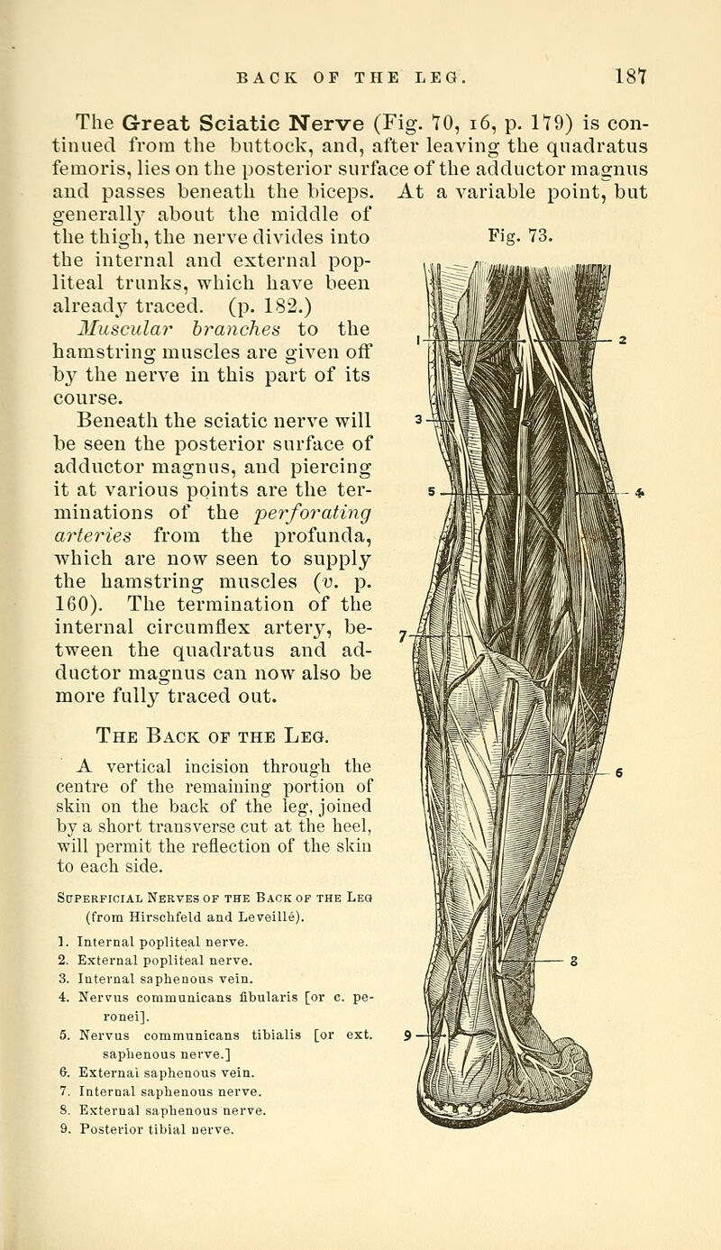 The Great Sciatic Nerve (Fig. 70, i6, p. 119) is con- tinued from the buttock, and, after leaving the qnadratus femoris, lies on the posterior surface of the adductor magnus and passes beneath the biceps. At a variable point, but generally' about the middle of the thigh, the nerve divides into the internal and external pop- liteal trunks, which have been already traced, (p. 182.) lluscula?' branches to the hamstring muscles are given off by the nerve in this part of its course. Beneath the sciatic nerve will be seen the posterior surface of adductor magnus, and piercing it at various points are the ter- minations of the pei'forating arteries from the profunda, which are now seen to supply the hamstring muscles (y. p. 160). The termination of the internal circumflex artery, be- tween the qnadratus and ad- ductor magnus can now also be more fully traced out. The Back of the Leg. A vertical incision througli the centre of the remaining portion of skin on tlie back of the leg, joined by a short transverse cut at the heel, will permit the reflection of the skin to each side. SaPERFiciAL Nerves of the Back of the Leo (from Hirschfeld and Leveille). 1. Internal popliteal nerve. 2. External popliteal nerve. 3. Internal saphenous vein. 4. Nervus communicans fibularis [or c. pe- ronei]. 5. Nervus communicans tibialis [or ext. 5 ■ saphenous nerve.] 6. External saphenous vein. 7. Internal saphenous nerve. 8. External saphenous nerve. 9. Posterior tibial nerve.