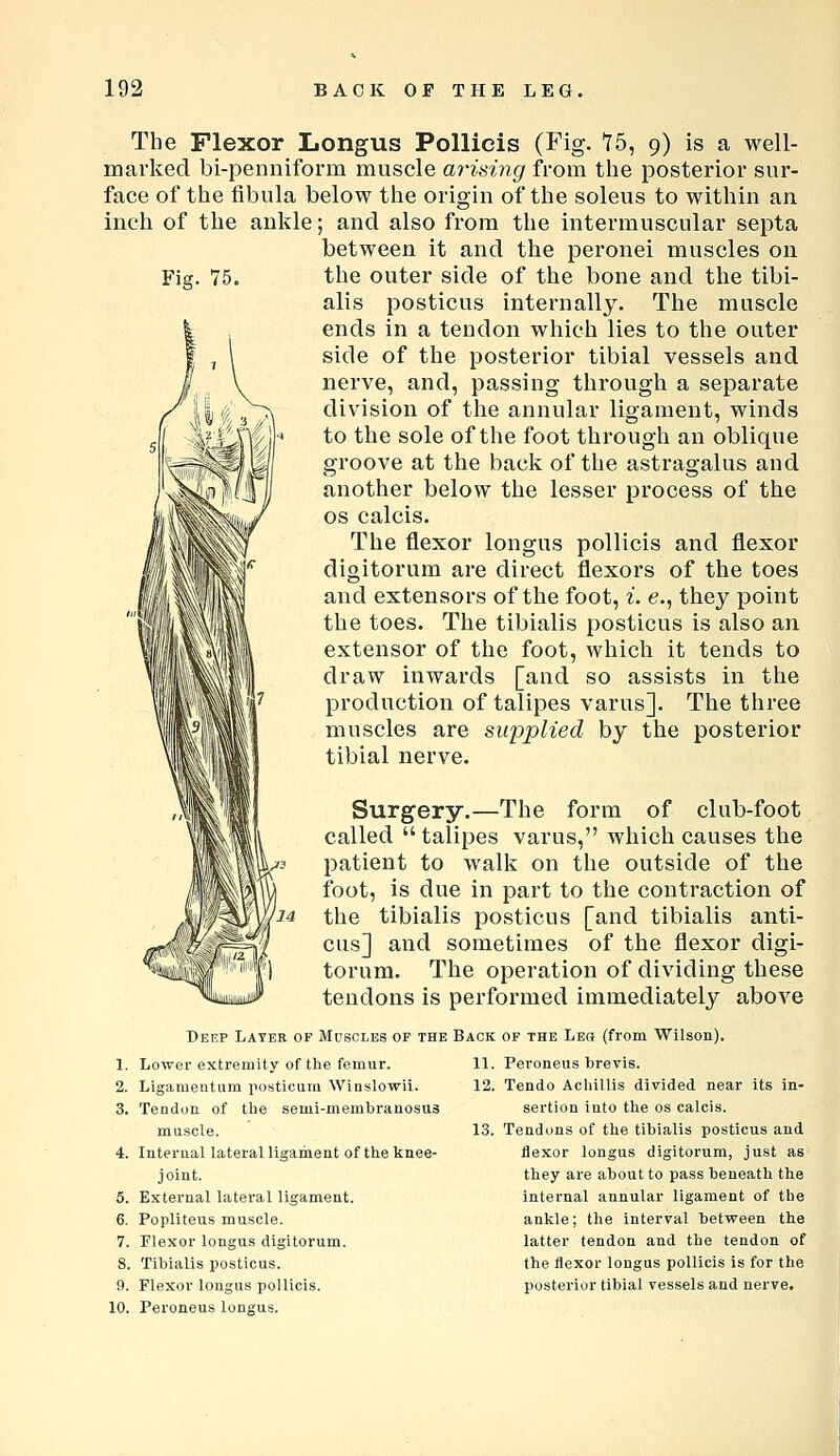 The Flexor Longus Pollicis (Fig. 15, 9) is a well- marked bi-penniform muscle ai'ising from the posterior sur- face of the fibula below the origin of the soleus to within an. inch of the ankle; and also from the intermuscular septa between it and the peronei muscles on Fig. 75. the outer side of the bone and the tibi- alis posticus internally. The muscle ends in a tendon which lies to the outer side of the posterior tibial vessels and nerve, and, passing through a separate ^ ^~^ division of the annular ligament, winds to the sole of the foot through an oblique groove at the back of the astragalus and another below the lesser process of the OS calcis. The flexor longus pollicis and flexor digitorum are direct flexors of the toes and extensors of the foot, i. e., they point the toes. The tibialis posticus is also an extensor of the foot, which it tends to draw inwards [and so assists in the production of talipes varus]. The three muscles are supplied by the posterior tibial nerve. Surgery.—The form of club-foot called  talipes varus, which causes the patient to walk on the outside of the foot, is due in part to the contraction of the tibialis posticus [and tibialis anti- cus] and sometimes of the flexor digi- torum. The operation of dividing these tendons is performed immediately above Deep Later of Muscles of the 1. Lower extremity of the femur. 2. Ligamentum posticam Winslowii. 3. Teudou of the semi-membranosus muscle. 4. Internal lateral ligament of the knee- joint. 5. External lateral ligament. 6. Popliteus muscle. 7. Flexor longus digitorum. 8. Tibialis posticus. 9. Flexor longus pollicis. 10. Peroneus longus. Back of the Leh (from Wilson). 11. Peroneus brevis. 12. Tendo Achillis divided near its in- sertion into the os calcis. 13. Tendons of the tibialis posticus and flexor longus digitorum, just as they are about to pass beneath the internal annular ligament of the ankle; the interval between the latter tendon and the tendon of the flexor longus pollicis is for the posterior tibial vessels and nerve.