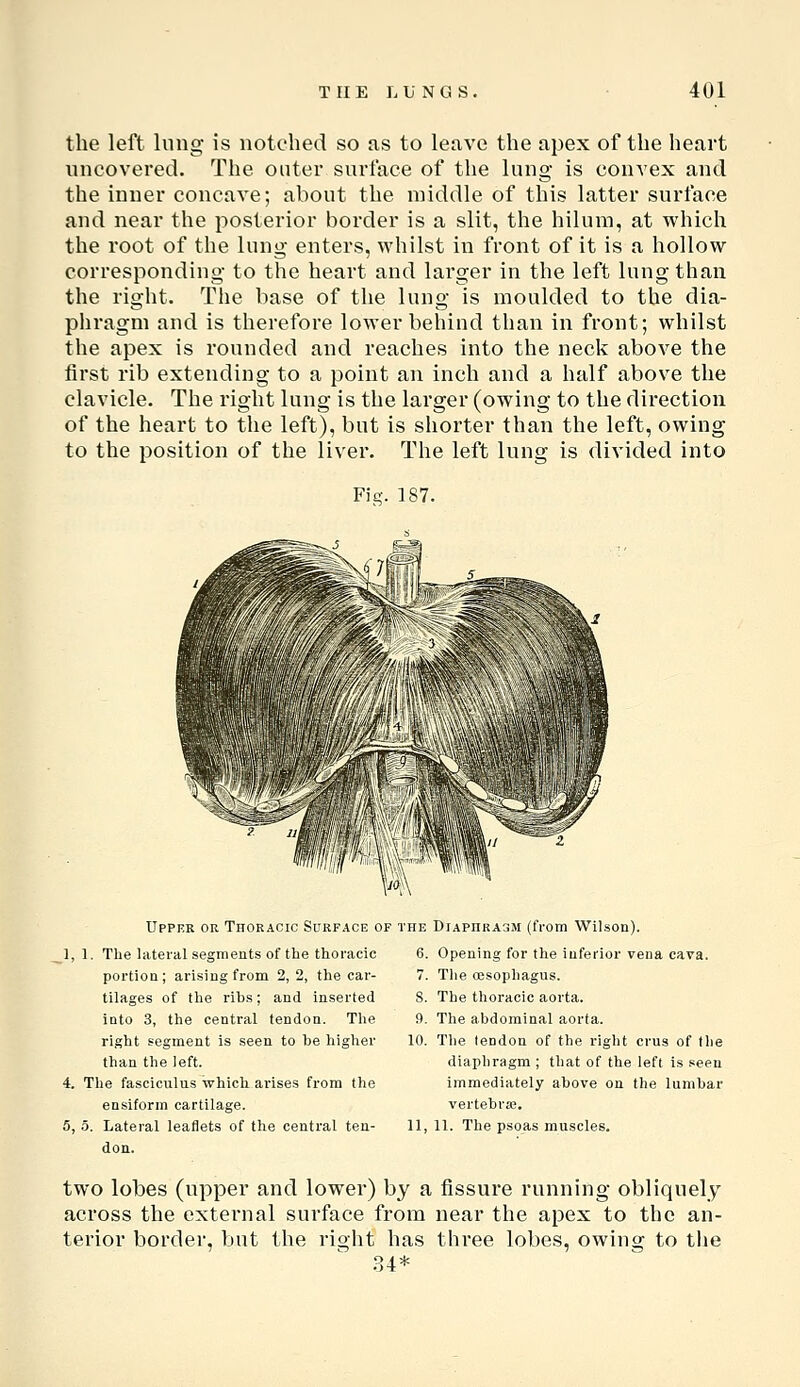 the left lung is notched so as to leave the apex of the heart uncovered. The outer surface of the lung is convex and the inner concave; about the middle of this latter surface and near the posterior border is a slit, the hilum, at which the root of the lung enters, whilst in front of it is a hollow corresponding to the heart and larger in the left lung than the right. The base of the lung is moulded to the dia- phragm and is therefore lower behind than in front; whilst the apex is rounded and reaches into the neck above the first rib extending to a point an inch and a half above the clavicle. The right lung is the larger (owing to the direction of the heart to the left), but is shorter than the left, owing to the position of the liver. The left lung is divided into Fig. 187. Upper or Thoracic Surface of the DiaphrajM (from Wilson). _1, 1. The lateral segments of the thoracic portion; arising from 2, 2, the car- tilages of the ribs; and inserted into 3, the central tendon. Tlie right segment is seen to he higher than the left. 4. The fascicvilus -whicli arises from the ensiform cartilage. 5, 5. Lateral leaflets of the central ten- don. 6. Opening for the inferior vena cava. 7. The oesophagus. 8. The thoracic aorta. 9. The abdominal aorta. 10. The tendon of the right cms of the diaphragm ; that of the left is .seen immediately above on the lumbar vertebra;. 11, 11. The psoas muscles. two lobes (upper and lower) by a fissure running obliquely across the external surface fi'om near the apex to the an- terior border, but the right has three lobes, owing to the