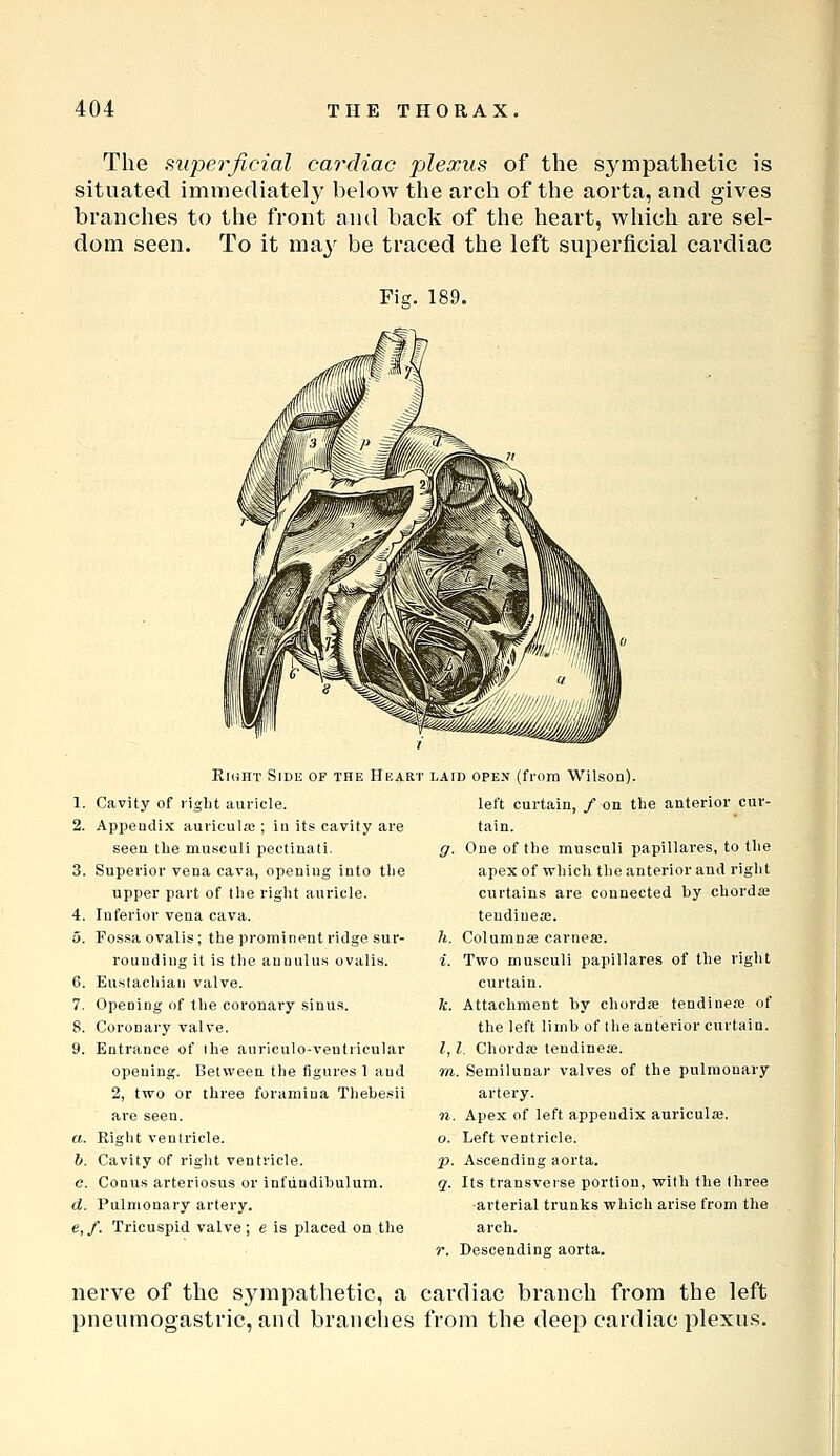 The fiiiperficial cai'diac plexus of the sympathetic is situated immediately below the arch of the aorta, and gives branches to the front and back of the heart, which are sel- dom seen. To it may be traced the left superficial cardiac Fig. 189. Right Side of the Heart 1. Cavity of right auricle. 2. Appendix auricula;; in its cavity are seen the musculi pectinati. 3. Superior vena cava, opening into the upper part of the right auricle. 4. Inferior vena cava. 5. Fossa ovalis; the prominent ridge sur- rounding it is the auDulus ovalis. C. Eustachian valve. 7. Opening of the coronary sinus. 8. Coronary valve. 9. Entrance of ihe auriculo-ventiicular opening. Between the fignres 1 and 2, two or three foramina Thebesii are seen. a. Right ventricle. h. Cavity of right ventricle. c. Conus arteriosus or infiindibulum. d. Pulmonary artery. e,f. Tricuspid valve; e is placed on the LAID OPEN (from Wilson). left curtain, /on the anterior cur- tain. g. One of the musculi papillares, to the apex of which the anterior and right curtains are connected by chordaj teudiuea;. h. Columnse carneje. i. Two musculi papillares of the right curtain. k. Attachment by chord* fendinea; of the left limb of the anterior curtain. I, I. Chorda; tendinese. m. Semilunar valves of the pulmonary artery. n. Apex of left appendix auriculaj. o. Left ventricle, p. Ascending aorta. q. Its transverse portion, with the three •arterial trunks which arise from the arch. r. Descending aorta. nerve of the sympathetic, a cardiac branch from the left pneumogastric, and branches from the deep cardiac plexus.