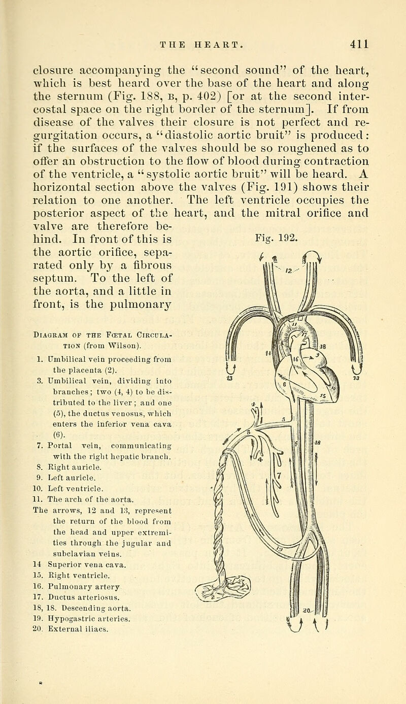closure accorapanj'ing the second sound of the heart, which is best heard over the base of the heart and along the sternum (Fig. 188, B, p. 402) [or at the second inter- costal space on the right border of the sternum]. If from disease of the valves their closure is not perfect and re- gurgitation occurs, a diastolic aortic bruit is produced: if the surfaces of the valves should be so roughened as to offer an obstruction to the flow of blood during contraction of the ventricle, a sj^stolic aortic bruit will be heard. A horizontal section above the valves (Fig. 191) shows their relation to one another. The left ventricle occupies the posterior aspect of the heart, and the mitral orifice and valve are therefore be- hind. In front of this is Fig. 192. the aortic orifice, sepa- / /^> rated only by a fibrous ■'  septum. To the left of the aorta, and a little in front, is the pulmonary Diagram of the Fcetal Ciroula- TiON (from Wilson). 1. Umbilical vein proceeding from the placenta (2). 3. Umbilical vein, dividing into branches; two (4, 4) to be dis- tributed to the liver ; and one (5), the ductus venosus, which enters the inferior vena cava (6). 7. Portal vein, communicating with the right hepatic branch. 8. Right auricle. 9. Left auricle. 10. Left ventricle. 11. The arch of the aorta. The arrows, 12 and 13, repre-isent the return of the blood from the head and upper exti'emi- ties through the jugular and subclavian veins. 14 Superior vena cava. 1.5. Riglit ventricle. 16. Pulmonary artery 17. Ductus arteriosus. IS, 18. Descending aorta. 19. Hypogastric arteries. 20. External iliacs. \J \>