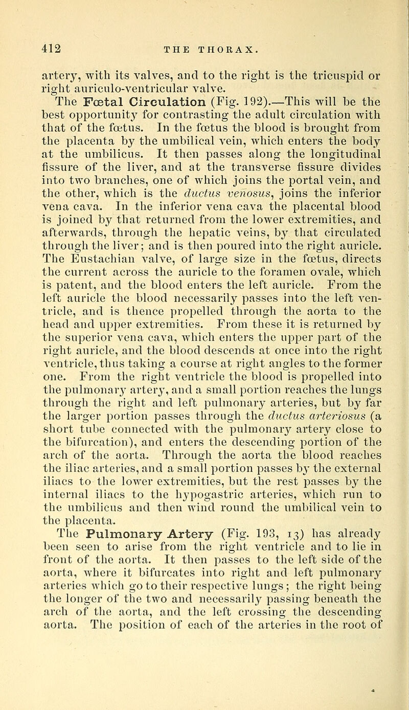 artery, with its valves, and to the right is the tricuspid or right auriculo-ventricular valve. The Foetal Circulation (Fig. 192)—This will be the best opportunity' for contrasting tlie adult circulation with that of the foetus. In the foetus the blood is brought from the placenta by the umbilical vein, which enters the body at the umbilicus. It then passes along the longitudinal fissure of the liver, and at the transverse fissure divides into two branches, one of which joins the portal vein, and the other, whicli is the ductus venosus, joins the inferior vena cava. In the inferior vena cava the placental blood is joined by that returned from the lower extremities, and afterwards, through the hepatic veins, by tliat circulated througli the liver; and is then poured into the right auricle. The Eustachian valve, of large size in the foetus, directs the current across the auricle to the foramen ovale, which is patent, and the blood enters the left auricle. From the left auricle the blood necessarily passes into the left ven- tricle, and is thence propelled through the aorta to the head and upper extremities. From these it is returned by the superior vena cava, which enters the upper part of the right auricle, and the blood descends at once into the right ventricle, thus taking a course at right angles to the former one. From the right ventricle the blood is propelled into the pulmonary artery, and a small portion reaches the lungs through the right and left pulmonary arteries, but by far the larger portion passes through the ductus arteriosus (a short tube connected with the pulmonary artery close to the bifurcation), and enters the descending portion of the arch of the aorta. Through the aorta the blood reaches the iliac arteries, and a small portion passes by the external iliacs to the lower extremities, but the rest passes by the internal iliacs to the hypogastric arteries, which run to the umbilicus and then wind round the umbilical vein to the placenta. The Pulmonary Artery (Fig. 193, 13) has already been seen to arise from the right ventricle and to lie in front of the aorta. It then passes to the left side of the aorta, where it bifurcates into right and left pulmonary arteries which go to their respective lungs ; the right being the longer of the two and necessarily passing beneath the arch of the aorta, and the left crossing the descending- aorta. The position of each of the arteries in the root of