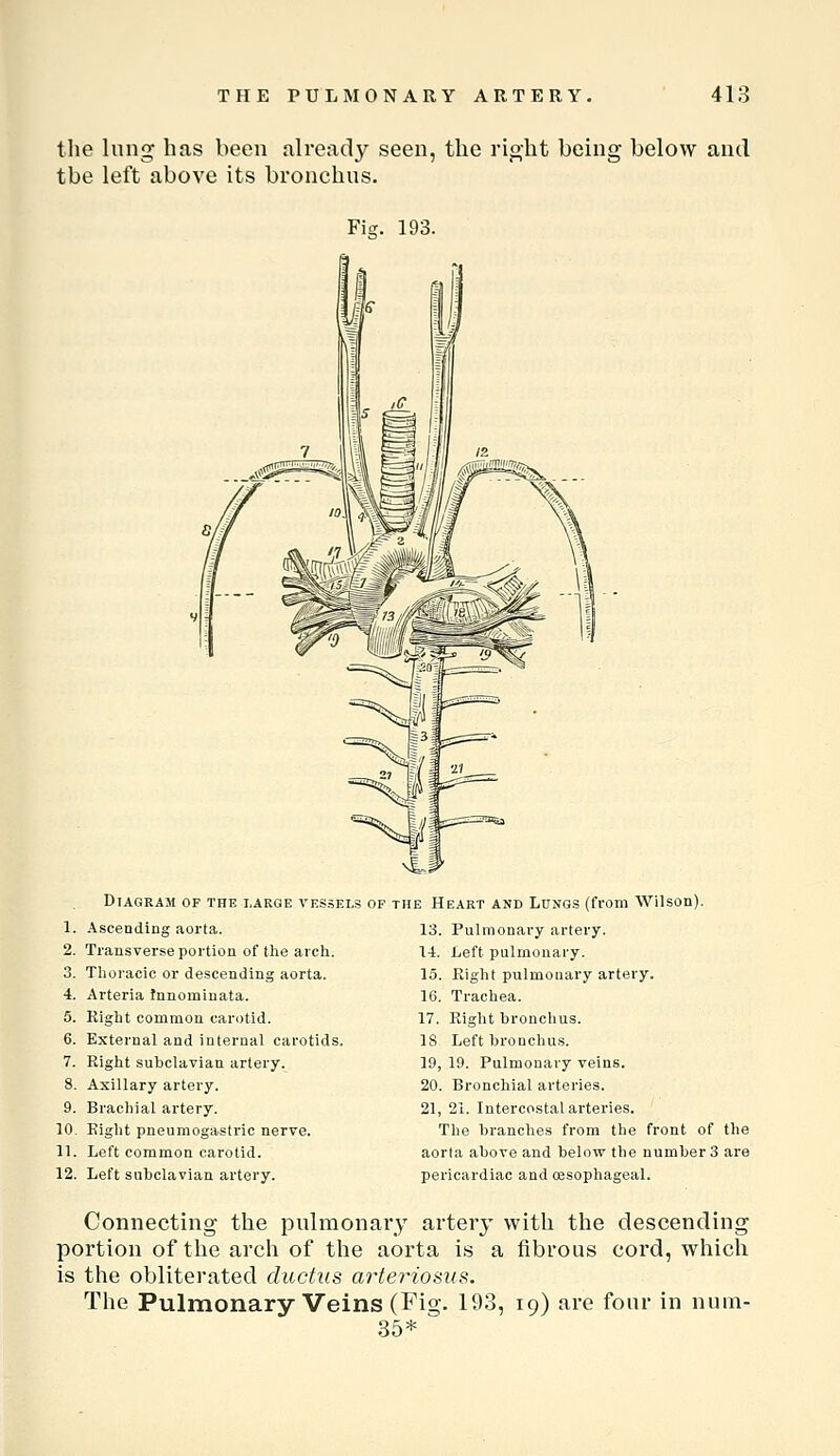 the lung has been already seen, the right being below and the left above its bronchus. Fiij. 193. Diagram of the large vessels 1. Ascending aorta. 2. Transverse portion of the arch. 3. Thoracic or descending aorta. 4. Arteria tnnominata. 5. Eight common carotid. 6. External and internal carotids. 7. Right subclavian artery. 8. Axillary artery. 9. Brachial artery. 10. Eight pneuraogastric nerve. 11. Left common carotid. 12. Left subclavian artery. OP THE Heart and LnNGS (from Wilson). 13. Pulmonary artery. 14. Left pulmonary. 15. Eight pulmonary artery. 16. Trachea. 17. Eight bronchus. 18 Left bronchus. 19, 19. Pulmonary veins. 20, Bronchial arteries. 21, 21. Intercostal arteries. The branches from the front of the aorta above and below the number 3 are pericardiac and oesophageal. Connecting the pulmonary artery with the descending portion of the arch of the aorta is a fibrous cord, wliich is the obliterated ductus ay^teriosxis. The Pulmonary Veins (Fig. 193, 19) are four in num- 35*