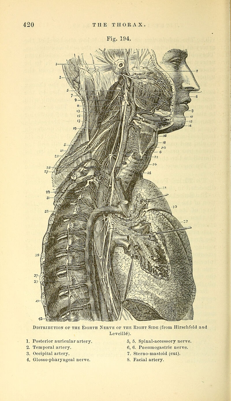 Fig. 194. ^^t- Distribution of the Eighth Nerve of the Right Side (from Hirschfeld and Leveill6). 1. Posterior auricular artery. 5, 5. Spinal-accessory nerve. 2. Temporal artery. 6, 6. Pneiimogastric nerve. 3. Occipital artery. 7. Stcrno-mastoid (cut). 4. Glosso-pbaryngeal nerve. 8. Facial artery.