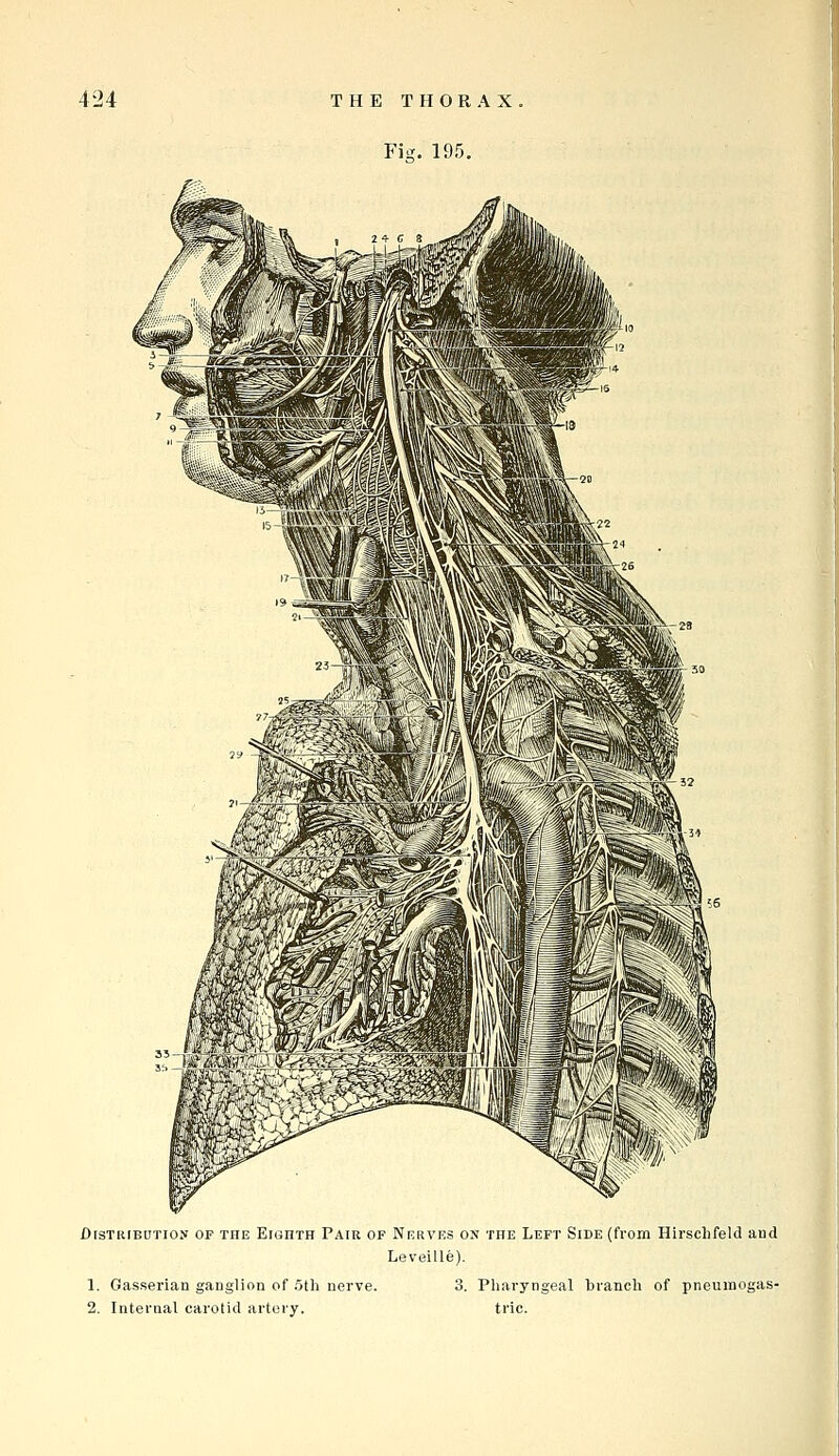 Fitr. 195. flisTRiBUTios OF THE Eu5nTH PAIR OF Nervks ON THE Left Side (fvom Hirschfeld and LeveiUe). 1. Gasserian ganglion of 5th nerve. 3. Pharyngeal branch of pneumogas- 2. Internal carotid artery. trie.