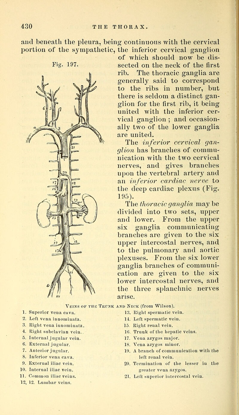 Fiff. 197. and beneath the pleura, being continuous with the cervical portion of the sjmpathetic, the inferior cervical ganglion of which should now be dis- sected on the neck of the first rib. The thoracic ganglia are generally said to correspond to the ribs in number, but there is seldom a distinct gan- glion for the first rib, it being united with the inferior cer- vical ganglion ; and occasion- ally two of the lower ganglia are united. The inferior cervical gan- glion has branches of commu- nication with the two cervical nerves, and gives branches upon the vertebral artery and an inferior cardiac nerve to the deep cardiac plexus (Fig. f^ H|i''l C^, \ The thoracic ganglia msLy he i. i^-WM^'M^^ ;l divided into two sets, upper and lower. From the upper six ganglia communicatiug branches are given to the six upper intercostal nerves, and to the pulmonary and aortic plexuses. From the six lower ganglia branches of communi- cation are given to the six lower intercostal nerves, and the three splanchnic nerves arise. Veins of thij 1. Superior vena cava. 2. Left vena innomiuata. 3. Right vena innominata. 4. Right subclavian vein., 5. Internal jugular vein. 6. External jugular. 7. Anlerior jugular. 8. Interior vena cava. 9. External iliac vein. 10. Internal iliac vein. 11. Common iliac veins. 12. 12. Lumbar veins. Trp.n'k and Neck (from Wilson). l.S. Right spermatic vein. 11. Left spermatic vein. 15. Right renal vein. 16. Trunlc of the hepatic veins. 17. Vena azygos major. 18. Vena azygos minor. 19. A branch of communication with the left renal vein. 20. Termination of the lesser in the greater vena azygos. 21. Left superior intercostal vein.