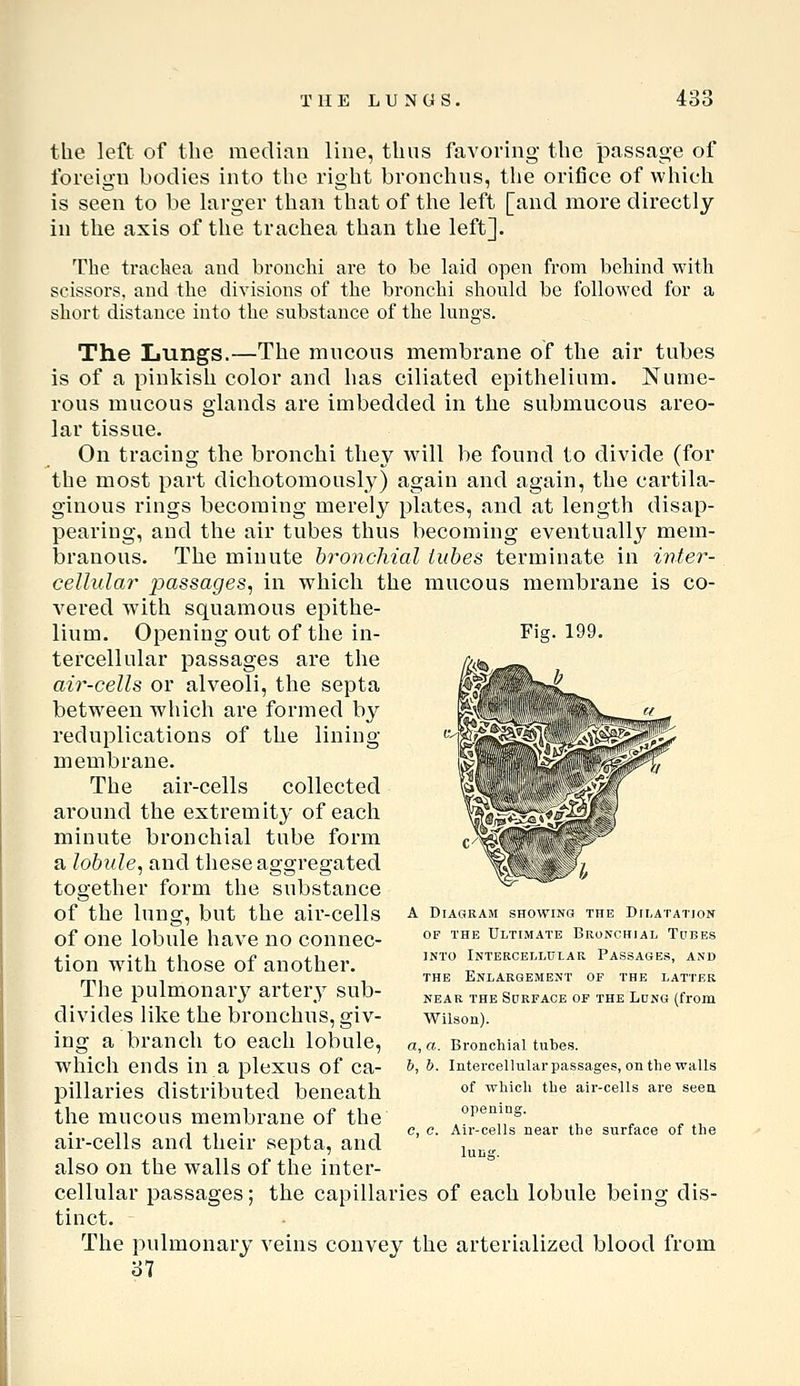THE LUNGS. 43c the left of the median line, thus favoring the passage of foreign bodies into the right bronchus, the orifice of which is seen to be larger than that of the left [and more directly in the axis of the trachea than the left]. The trachea and bronchi are to be laid open from behind with scissors, and the divisions of the bronchi should be followed for a short distance into the substance of the lungs. The Lungs.—The mncons membrane of the air tubes is of a pinkish color and has ciliated epithelium. Nume- rous mucous glands are imbedded in the submucous areo- lar tissue. On tracing the bronchi they will be found to divide (for the most part dichotomously) again and again, the cartila- ginous rings becoming merely plates, and at length disap- pearing, and the air tubes thus becoming eventually mem- branous. The minute bronchial tubes terminate in iyiter- cellular passages^ in which the mucous membrane is co- vered with squamous epithe- lium. Opening out of the in- tercellular passages are the air-cells or alveoli, the septa between which are formed by reduplications of the lining- membrane. The air-cells collected around the extremity of each minute bronchial tube form a lobule^ and these aggregated together form the substance of the lung, but the aii'-cells of one lobule have no connec- tion with those of another. The pulmonarj^ artery sub- divides like the bronchus, giv- ing a branch to each lobule, which ends in a plexus of ca- pillaries distributed beneath the mucous membrane of the air-cells and their septa, and also on the walls of the inter- cellular passages; the capillaries of each lobule being dis- tinct. The pulmonary veins convey the arterialized blood from 37 A Diagram showing the Dilatation OF THE Ultimate Bronchial Tubes into Intercellitlar Passages, and THE Enlargement of the latter near the Sdrface of the Long (from Wilson). a, a. Bronchial tubes. h, b. Intercellular passages, on the walls of which the air-cells are seen opening. e, c. Air-cells near the surface of the lUDff.