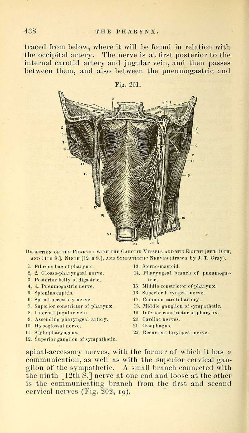 traced from below, where it will be found in relation with the occipital artery. The nerve is at first posterior to the internal carotid artery and jugular vein, and then passes between them, and also between the pneumogastric and Fig. 201. Dis A 1. 2, 3. 4, 5. 6. 7. SECTTON OP THR PHARYNX WITH THi: CAROTID VESSELS AND THE EIGHTH [9TH, IOTF, ND llTH S.], Ninth [12ih S,], and Sympathetic Nerves (drawn by J. T. Gray). Fibrous bag of pharynx. 2. Glosso-pharyngeal nerve. Posterior belly of digastric. i. Pneumogastric nerve. Splenius capitis. Spinal-accessory nerve. Superior constrictor of pharynx. Internal jugular vein. Ascending pharyngeal artery. Hypoglossal nerve. Stylo-pharyngeus. Superior ganglion of sympathetic. 13. Sterno-mastoid. 14. Pharyngeal branch of pneumogas- tric. 15. Middle constrictor of pharynx. 16. Superior laryngeal nerve. 17. Common carotid artery. IS. Middle ganglion of sympathetic. 19. Inferior constrictor of pharynx. 20 Cardiac nerves. 21. (Esophagus. 22. Recurrent laryngeal nerve. spinal-accessory nerves, with the former of which it has a communication, as well as with the superior cervical gan- glion of the sympathetic. A small branch connected with the ninth [12th S.] nerve at one end and loose at the other is the communicating branch from the first and second cervical nerves (Fig. 202, 19).
