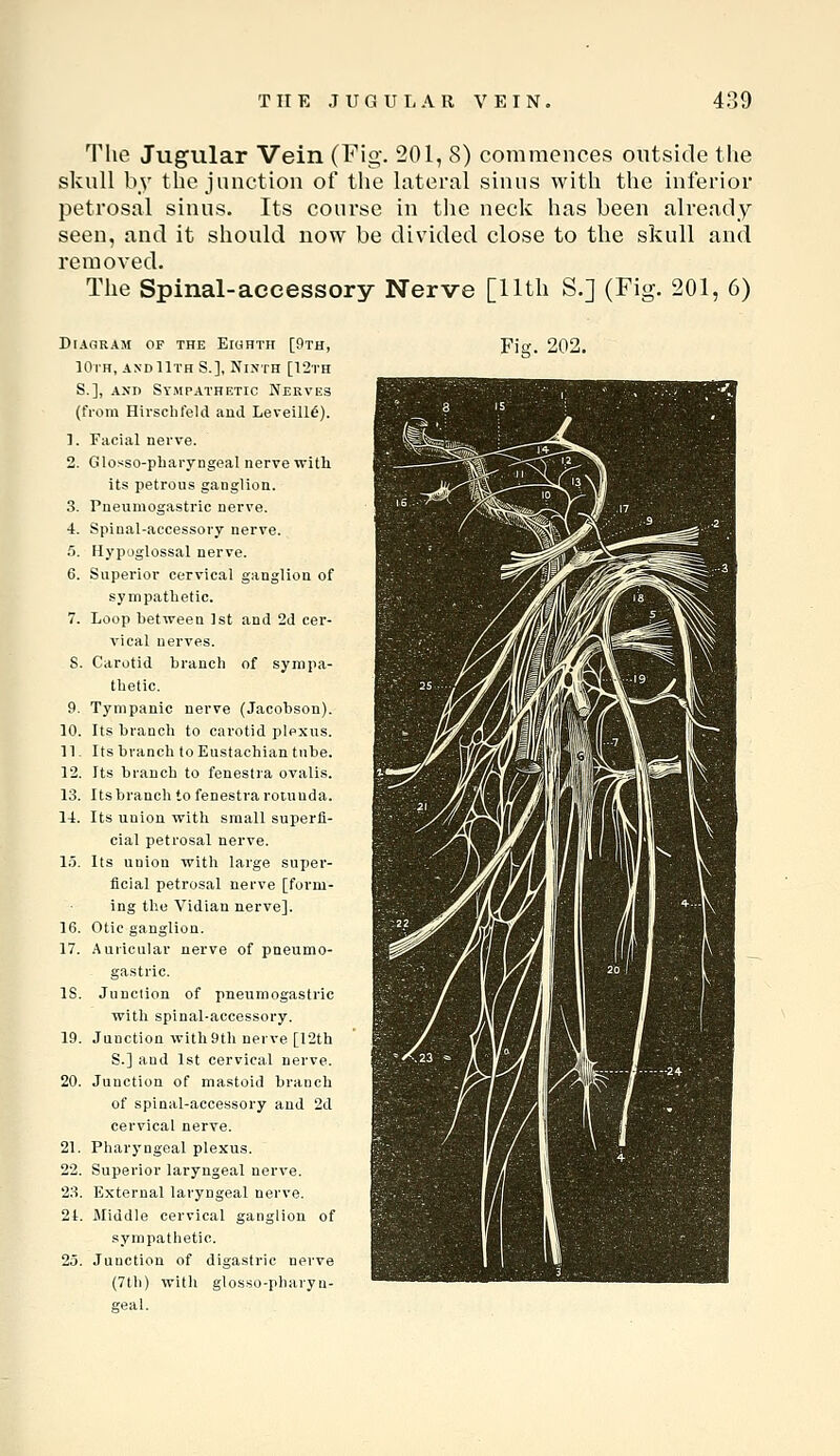 Tlie Jugular Vein (Fig. 201, 8) commences outside the skull by the junction of the lateral sinus with the inferior petrosal sinus. Its course in the neclc has been already seen, and it should uow be divided close to the skull and removed. The Spinal-accessory Nerve [11th S.] (Fig. 201, 6) Diagram of the Eiohth [9th, lOiH, axdIIth S.], Ninth [12th S.], AND Sympathetic Nerves (from Hirsclifeld aud Leveill6). 1. Facial nerve. 2. Glosso-pharyngeal nerve with its petrous ganglion. 3. Pneuniogastric nerve. 4. Spinal-accessory nerve. 5. Hypoglossal nerve. 6. Superior cervical ganglion of sympathetic. 7. Loop between 1st and 2d cer- vical nerves. S. Carotid branch of sympa- thetic. 9. Tympanic nerve (Jacobson). 10. Its branch to carotid plexus. 11. Its branch to Eustachian tube. 12. Its branch to fenestra ovalis. 13. Its branch to fenestra rotunda. 14. Its union with small superfi- cial petrosal nerve. 1.5. Its union with large super- ficial petrosal nerve [form- ing the Vidian nerve]. 16. Otic ganglion. 17. Auricular nerve of pneumo- gastric. 15. Junction of pneumogastric with spinal-accessory. 19. Junction with 9th nerve [12th S.] and 1st cervical nerve. 20. Junction of mastoid branch of spinal-accessory and 2d cervical nerve. 21. Pharyngeal plexus. 22. Superior laryngeal nerve. 23. External laryngeal nerve. 21. Middle cervical ganglion of sympathetic. 25. Junction of digastric nerve (7th) with glosso-pharyn- geal. Fiff. 202.