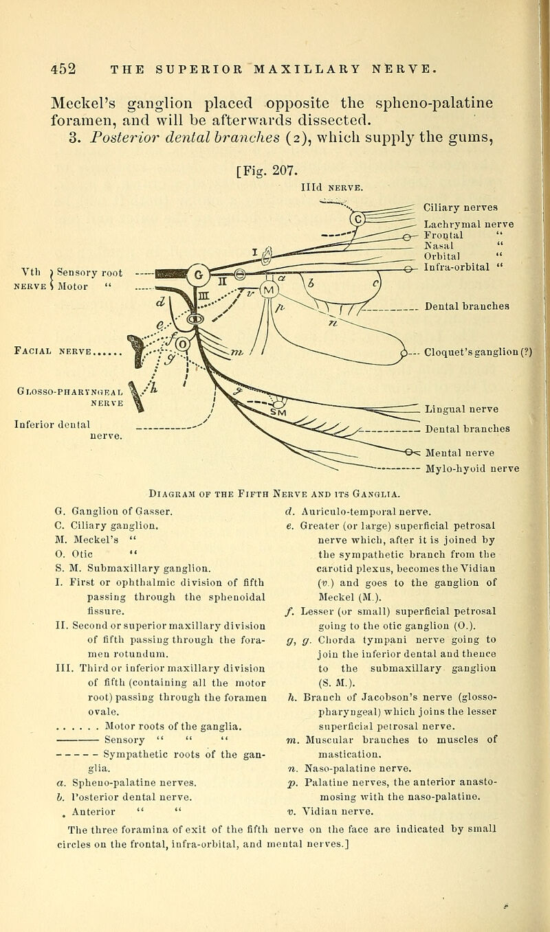 Meckel's ganglion placed opposite the spheno-palatine foramen, and will be afterwards dissected. 3. Posterior dental branches (2), which supply the gums, [Fig. 207. Illd NERVE. Vth 1 Sensory root NERVE S Motor  Facial nerve. GLOSSO-PnARVN(?EAI, %/' nerve % Inferior doutal Ciliary nerves Laclirymal nerve Frontal  Kasal  Orbital  Infra-orbital  Dental branches — Cloquet's ganglion (?) Lingual nerve Dental branches Mental nerve Mylo-hyoid nerve Diagram of the Fifth Nerve and it G. Ganglion of Gasser. C. Ciliary ganglion. M. Meckel's  0. Otic  S. M. Submaxillary ganglion. 1. First or ophthalmic division of fifth passing through the sphenoidal fissure. II. Second or superior maxillary division of fiftli passing through the fora- men rotundum. III. Third or inferior maxillary division of fifth (containing all the motor root) passing through the foramen ovale. Motor roots of the ganglia. Sensory    Sympathetic roots of the gan- dia. a. Spheno-palatine nerves. h. I'osterior dental nerve. . Anterior   The three foramina of exit of the fifth nerve on the face are indicated by small circles on the frontal, infra-orbital, and mental nerves.] Ganglia. d. Auriculo-temporal nerve. e. Greater (or large) superficial petrosal nerve which, after it is joined by the sympathetic branch from the carotid plexus, becomes the Vidian (v.) and goes to the ganglion of Meckel (M.). /. Lesser (or small) superficial petrosal going to the otic ganglion (C). g, g. Cliorda tyrapani nerve going to join the inferior dental and theuce to the submaxillary ganglion (S. M.). h. Branch of Jacobson's nerve (glosso- pharyngeal) which joins the lesser superficial petrosal nerve. m. Muscular branches to muscles of mastication. n. Naso-palatine nerve. p. Palatine nerves, the anterior anasto- mosing with the naso-palatine. V. Vidian nerve.