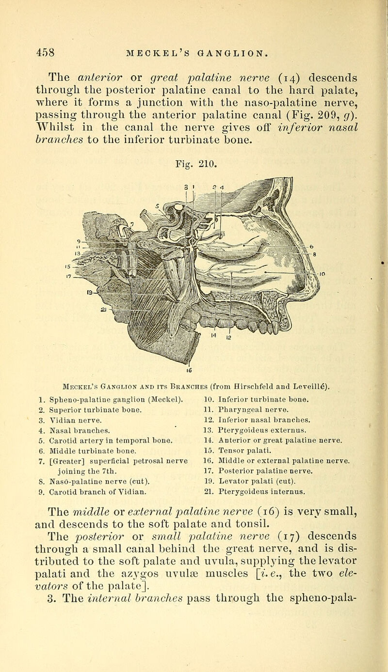 The anterior or great palatine nerve (14) descends through the posterior palatine canal to the hard palate, where it forms a junction with the naso-palatine nerve, passing through the anterior palatine canal (Fig. 209, g). Whilst in the canal the nerve gives off inferior nasal branches to the inferior turbinate bone. Fig. 210. -—^itn^r Meckel's Ganglion and its Branches (from Hirsclifeld and Leveill^). 1. Spheno-palatine ganglion (Meckel). 2. Superior turbinate bone. 3. Vidian nerve. 4. Nasal branches. 5. Carotid artery in temporal bone. 6. Middle turbinate bone. 7. [Greater] superficial petrosal nerve joining the 7tli. 8. Naso-palatine nerve (cut). 9. Carotid branch of Vidian. 10. Inferior turbinate bone. 11. Pharyngeal nerve. 12. Inferior nasal branches. 13. Pterygoideus externus. 14. Anterior or great palatine nerve. 15. Tensor palati. 16. Middle or external palatine nerve. 17. Posterior palatine nerve. 19. Levator palati (cut). 21. Pterygoideus internus. The middle or external palatine nerve (16) is very small, and descends to the soft palate and tonsil. The pjosterior or small palatine nerve (17) descends through a small canal behind the great nerve, and is dis- tributed to the soft palate and uvula, suppljdng the levator palati and the azygos uvulte muscles \i. e., the two ele- vators of the palate]. 3. The internal branches pass through the spheno-pala-