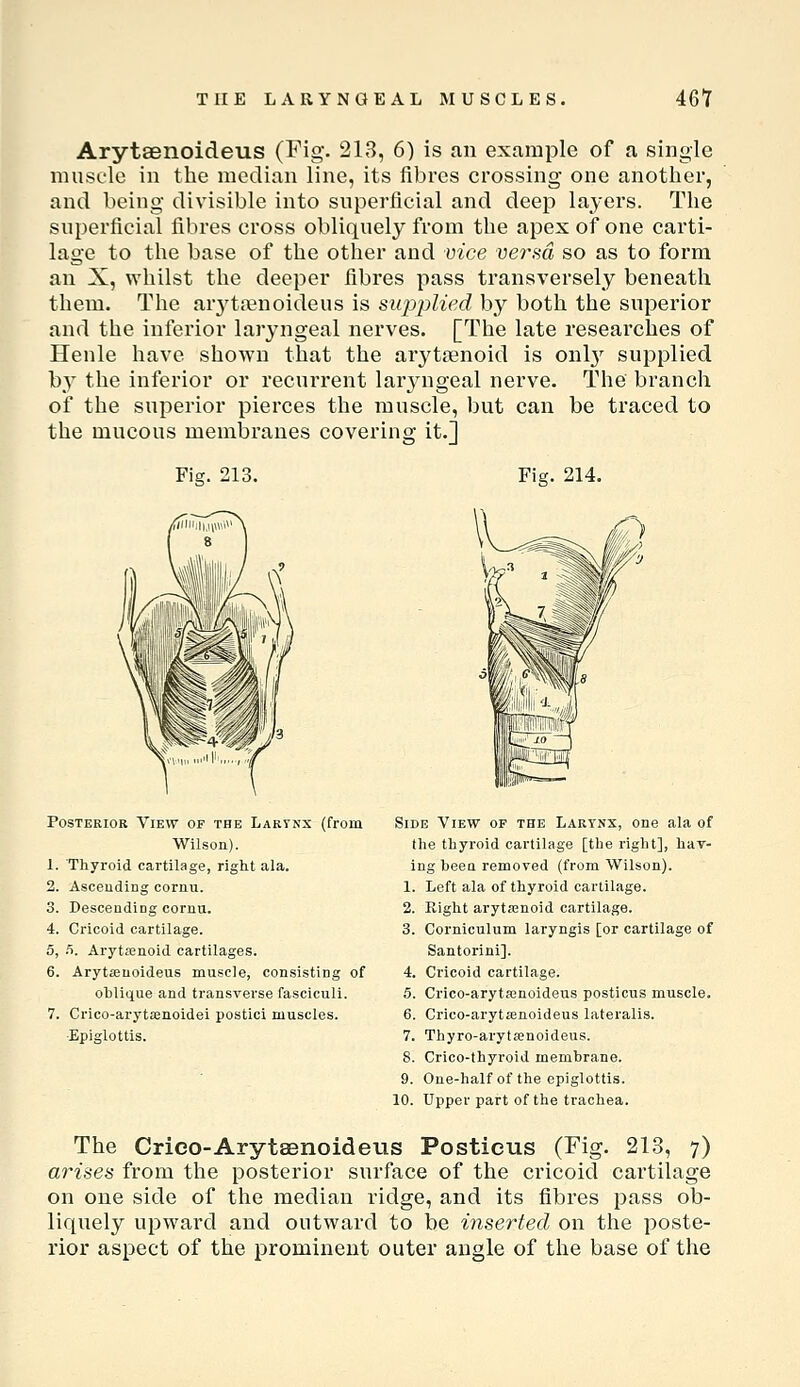 THE LARYNGEAL MUSCLES. 46Y Arytaenoideus (Fig. 213, 6) is an example of a single muscle in the median line, its fibres crossing one another, and being divisible into superficial and deep layers. The superficial fibres cross obliquely from the apex of one carti- lage to the base of the other and vice versa so as to form an X, whilst the deeper fibres pass transversely beneath them. The arj-^ti^^noideus is siqDplied b_y both the superior and the inferior laryngeal nerves. [The late researches of Henle have shown that the arytenoid is onlj' supplied b} the inferior or recurrent larjaigeal nerve. The branch of the superior pierces the muscle, but can be traced to the mucous membranes covering it.] Fig. 213. Fig. 214. Posterior View of the Lartnx (from Wilson). 1. Thyroid cartilage, right ala. 2. Ascending cornii. 3. Descending cornu. 4. Cricoid cartilage. 5. ri. Arytenoid cartilages. 6. Arytcenoideus muscle, consisting of oblique and transverse fasciculi. 7. Crico-arytffinoidei postici muscles. •Epiglottis. Side View of the Larynx, one ala of the thyroid cartilage [the right], hav- ing heen removed (from Wilson). 1. Left ala of thyroid cartilage. 2. Eight arytenoid cartilage. 3. Corniculum laryngis [or cartilage of Santorini]. 4. Cricoid cartilage. 5. Crico-aryta3noideus posticus muscle. 6. Crico-arytsenoideus lateralis. 7. Thyro-arytcenoideus. 8. Crico-thyroid membrane. 9. One-half of the epiglottis. 10. Upper part of the trachea. The Crico-Arytsenoideus Posticus (Fig. 213, 7) arises from the posterior surface of the cricoid cartilage on one side of the median ridge, and its fibres pass ob- liquely upward and outward to be inserted on the poste- rior aspect of the prominent outer angle of the base of the