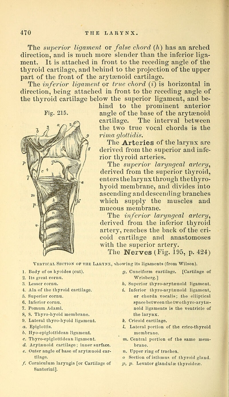 Fig. 215. The superior ligament or false chord (/?,) has an arched direction, and is much more slender than the inferior liga- ment. It is attached in front to the receding angle of the thyroid cartilage, and behind to the projection of the upper part of the front of the arytoenoid cartilage. The inferior ligament or true chord (^) is horizontal in direction, being attached in front to the receding angle of the thyroid cartilage below the superior ligament, and be- hind to the prominent anterior angle of the base of the arytsenoid cartilage. The interval between the two true vocal chords is the rima glotfidis. The Arteries of the larynx are derived from the superior and infe- rior thyroid arteries. The superior laryngeal artery^ derived from the superior thyroid, enters the larynx through the thyro- hyoid membrane, and divides into ascending and descending branches which suppl3^ the muscles and mucous membrane. The inferior laryngeal artery, derived from the inferior thyroid artery, reaches the back of the cri- coid cartilage and anastomoses with the superior artery. The Nerves (Fig. 195, p. 424) Vertical Section op the Larynx, Body of 08 hyoides (cut). Its great cormi. Leaser corna. Ala of the thyroid cartilage. Superior cornu. Inferior cornu. Pomum Adami. 8. Thyro-liyoid memhrane. Lateral thyro-hyoid ligament. Epiglottis. Hyo-epiglottidean ligament. Thyro-epiglottidean ligament. Arytasnoid cartilage; inner surface. Outer angle of base of arytenoid car- tilage. Corniculum laryngis [or Cartilage of Santorini]. showing its ligaments (from Wilson). g. Cuneiform cartilage. [Cartilage of Wrisberg.] h. Superior thyro-aryta;noid ligafinent. i. Inferior thyro-arytajnoid ligament, or chorda vocalis; the elliptical space between the two thyro-arytje- noid ligaments is the ventricle of the larynx. k. Cricoid cartilage. I. Lateral portion of the crico-thyroid membrane. 771. Central portion of the same mem- brane. n. Upper ring of trachea. o Section of isthmus of thyroid gland. jP, p. Levator glandul 03 thyroidea;.
