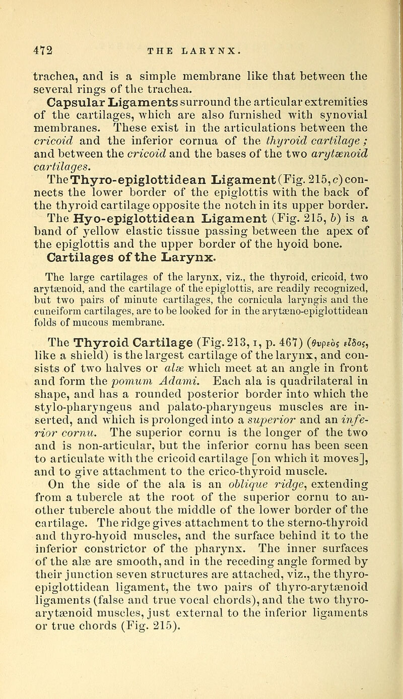 trachea, and is a simple membrane like that between the several rings of the trachea. Capsular Ligaments surround the articular extremities of the cartilages, which are also furnished with synovial membranes. These exist in the articulations between the cricoid and the inferior cornua of the thyroid cartilage ; and between the cricoid and the bases of the two arytsenoid cartilages. TheThyro-epiglottidean Ligament (Fig. 215, c) con- nects the lower border of the epiglottis with the back of the thyroid cartilage opposite the notch in its upper border. The Hyo-epiglottidean Ligament (Fig. 215, b) is a band of yellow elastic tissue passing between the apex of the epiglottis and the upper border of the hyoid bone. Cartilages of the Larynx. The large cartilages of the larynx, viz., the thyroid, cricoid, two arytienoid, and the cartilage of the epiglottis, are readily recognized, but two pairs of minute cartilages, the cornicula laryngis and the cuneiform cartilages, are to be looked for in the arytaeno-epiglottidean folds of mucous membrane. The Thyroid Cartilage (Fig. 213, i, p. 467) (Ovpibi tUoi, like a shield) is the largest cartilage of the larynx, and con- sists of two halves or alae which meet at an angle in front and form the pomuni Adami. Each ala is quadrilateral in shape, and has a rounded posterior border into which the stylo-pharyngeus and palato-phar3aigeus muscles are in- serted, and which is prolonged into a superior and an infe- rior cornu. The superior cornu is the longer of the two and is non-articular, but the inferior cornu has been seen to articulate with the cricoid cartilage [on which it moves], and to give attachment to the crico-thyroid muscle. On the side of the ala is an oblique ridge, extending from a tubercle at the root of the superior cornu to an- other tubercle about the middle of the lower border of the cartilage. The ridge gives attachment to the sterno-thyroid and thyro-hj^oid muscles, and the surface behind it to the inferior constrictor of the pharynx. The inner surfaces of the alse are smooth, and in the receding angle formed by their junction seven structures are attached, viz., the thyro- epiglottidean ligament, the two pairs of thyro-arytaenoid ligaments (false and true vocal chords), and the two thyro- arytenoid muscles, just external to the inferior ligaments or true chords (Fig. 215).