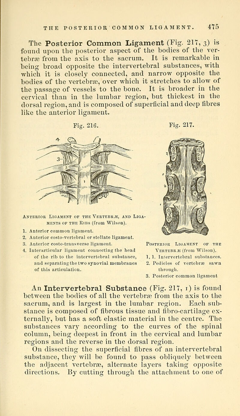 The Posterior Common Ligament (Fig. 2n, 3) is found upon the posterior aspect of the bodies of the ver- tebra? from the axis to the sacrum. It is remarkable in being broad opposite the intervertebral substances, with which it is closely connected, and narrow opposite the bodies of the vertebrae, over which it stretches to allow of the passage of vessels to the bone. It is broader in the cervical than in the lumbar region, but thickest in the dorsal region, and is composed of superficial and deep fibres like the anterior lio;ament. Fia;. 216. Fig. 217. Anterior Ligament of the Vertebrae, and Liga- ments OF the Ribs (from Wilson). 1. Anterior common ligament. 2. Anterior costo-vertebral or stellate ligament. 3. Anterior costo-transverse ligament. 4. Interarticular ligament connecting the head of the rih to the intervertebral substance, and separating the two synovial membranes of this articulation. PcsTERiOR Ligament of the VERTEBRiE (lYom Wilson). 1. 1. Intervertebral substances. 2. Pedicles of vertebrje sawn thi'ough. 3. Posterior common ligament An Intervertebral Substance (Fig. 217, i) is found between the bodies of all the vertebrae from the axis to the sacrum, and is largest in the lumbar region. Each sub- stance is composed of fibrous tissue and fibro-cartilage ex- ternall}^, but has a soft elastic material in the centre. The substances vary according to the curves of the spinal column, being deepest in front in the cervical and lumbar regions and the reverse in the dorsal region. On dissecting the superficial fibres of an intervertebral substance, they will be found to pass obliquely between the adjacent vertebrae, alternate layers taking opposite directions. By cutting through the attachment to one of