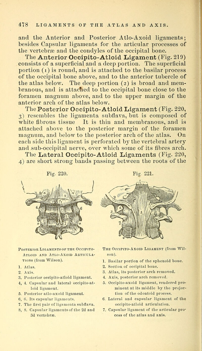 and the Anterior and Posterior Atlo-Axoid ligaments; besides Capsular ligaments for the articular processes of the vertebrae and the condyles of the occipital bone. The Anterior Occipito-Atloid Ligament (Fig. 219) consists of a superficial and a deep portion. The superficial portion (i) is round, and is attached to the basilar process of the occipital bone above, and to the anterior tubercle of the atlas below. The deep portion (2) is broad and mem- branous, and is attactied to the occipital bone close to the foramen magnum above, and to the upper margin of the anterior arch of the atlas below. The Posterior Occipito-Atloid Ligament (Fig. 220, 3) resembles the ligamenta subflava, but is composed of white fibrous tissue It is thin and membranous, and is attached above to the posterior margin of the foramen magnum, and below to the posterior arch of the atlas. On each side this ligament is perforated by the vertebral artery and sub-occipital nerve, over which some of its fibres arch. The Lateral Occipito-Atloid Ligaments (Fig. 220, 4) are short strong bands passing between the roots of the Fig. 220. Fig:. 221. PosTERToR Ligaments OF thr Occipito- Atloid AND Atlo-Axoid Articula- TFONS (from Wilson). 1. Atlas. 2. Axis. 3. Posterior occipito-atloid ligament. 4. 4. Capsulai- and lateral- occipito-at- loid ligament. 5. Posterior atlo-axoid ligament. 6. 6. Its capsular ligaineats. 7. The first pair of ligamenta subflava. 8. 8. Capsular ligaments of tlie 2d aud 3d vertebra. The OociPiTO-AxoiD Ligament (from Wil- son). 1. Basilar portion of the sphenoid bone. 2. Section of occipital bone. 3. Atlas, its posterior arch removed. 4. Axis, posterior arch removed. 5. Ocoipito-axoid ligament, rendered pro- minent at its middle by the projec- tion of the odontoid process. 6. Lateral and capsular ligament of the occipito-atloid articulation. 7. Capsular ligament of the articular pro- cess of the atlas and axis.