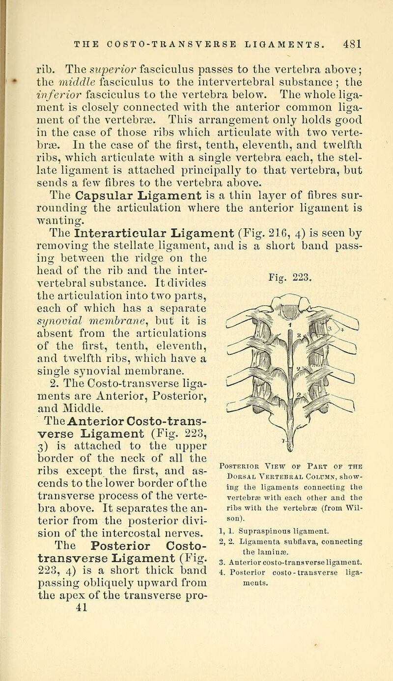 Fig. 223. rib. The superior fasciculus passes to the vertebra above; the middle fasciculus to the intervertebral substance ; tlie inferior fasciculus to the vertebra below. The whole liga- ment is closel}' connected with the anterior common liga- ment of the vertebra. This arrangement only holds good in the case of those ribs which articulate with two verte- brae. In the case of the first, tenth, eleventh, and twelfth ribs, which articulate with a single vertebra each, the stel- late ligament is attached principally to that vertebra, but sends a few fibres to the vertebra above. The Capsular Ligament is a thin layer of fibres sur- rounding the articulation where the anterior ligament is wanting. The Interarticular Ligament (Fig. 216, 4) is seen by removing the stellate ligament, and is a short band pass- ing between the ridge on the head of the rib and the inter- vertebral substance. It divides the articulation into two parts, each of which has a separate synovial membrane, but it is absent from the articulations of the first, tenth, eleventh, and twelftli ribs, which have a single synovial membrane. 2. The Costo-transverse liga- ments are Anterior, Posterior, and Middle. The Anterior Costo-trans- verse Ligament (Fig. 223, 3) is attached to the upper border of the neck of all the ribs except the first, and as- cends to the lower border of the transverse process of the verte- bra above. It separates the an- terior from the posterior divi- sion of the intercostal nerves. The Posterior Costo- transverse Ligament (Fig. 223, 4) is a short thick iDand passing obliquely upward from the apex of the transverse pro- 41 Posterior View of Part op the Dorsal Vertebral Colcmn, show- ing the ligaments connecting the vertebrfe with each other and the ribs with the vertebrae (from Wil- son). 1, 1. Supraspinous ligament. 2, 2. Ligamenta subflava, connecting the laminas. 3. Anterior costo-transverse ligament. 4. Posterior costo-transverse liga- ments.