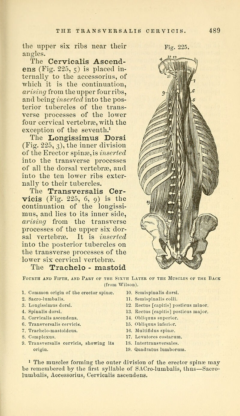 the upper six ribs near their angles. The Cervicalis Ascend- ens (Fig. 225, 5) is placed in- ternally' to the accessorius, of which it is the continuation, ai'isiiig from the upper four ribs, and being inserted into the pos- terior tubercles of the trans- verse processes of the lower four cervical vertebrae, with the exception of the seventh.^ The Longissimus Dorsi (Fig. 225, 3), the inner division of the Erector spinas, is inserted into the transverse processes of all the dorsal vertebrae, and into the ten lower ribs exter- nally to their tubercles. The Transversalis Cer- vieis (Fig. 225, 6, 9) is the continuation of the longissi- mus, and lies to its inner side, arising from the transverse processes of the upper six dor- sal vertebrae. It is inserted into the posterior tubercles on the transverse processes of the lower six cervical vertebrae. The Trachelo - mastoid FouKTH AND Fifth, and Part of the Sixth Later of the Muscles of the Back (from Wilson). 1. Common origin of the erector spinaj. 2. Sacro-lumbalis. 3. Longissimus dorsi. 4. Spinalis dorsi. 5. Cervicalis ascendens. 6. Transversalis cervicis. 7. Traehelo-mastoideus. S. Complexus. 9. Transversalis cervicis, showing its origin. 10. Semispiualis dorsi. 11. Semispinalis colli. 12. Eectus [capitis] posticus minor. 13. Eectus [capitis] posticus major. 14. Obliquus superior. 15. Obliquus inferior. 16. Multifidus spina;. 17. Levatores costarum. IS. Intertransversales. 19. Quadratus lumborum. 1 The muscles forming the outer division of the erector spinse may be remembered by the first syllable of SACro-lumbalis, thus—Sacro- lumbalis, Accessorius, Cervicalis ascendens.