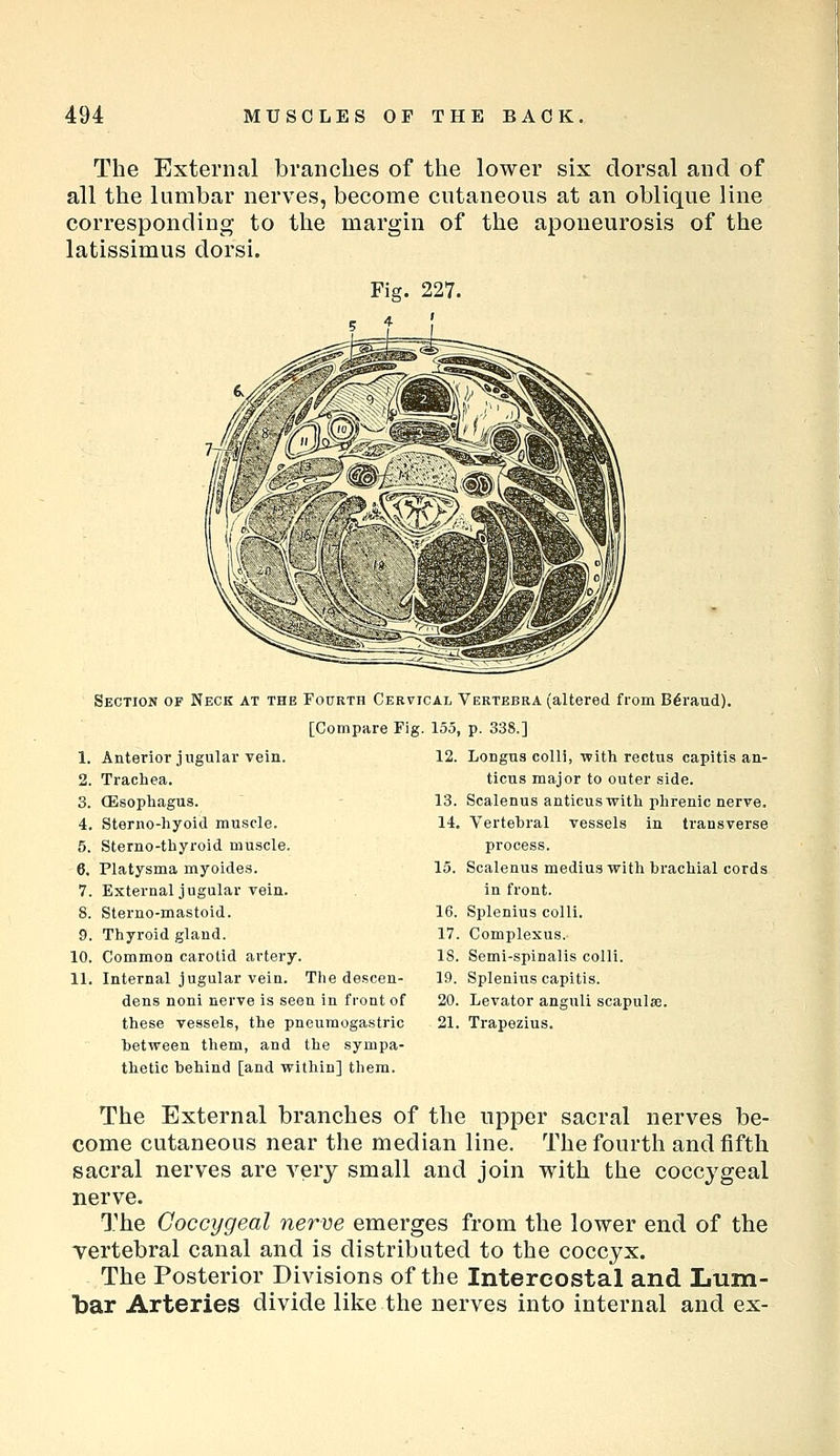 The External brandies of the lower six dorsal and of all the lumbar nerves, become cutaneous at an oblique line corresponding to the margin of the aponeurosis of the latissimus dorsi. Section of Neck at the Fourth Cervical [Compare Fig. 155 1. Anterior jugular vein. 12. 2. Trachea. 3. CEsopliagus. - 13. 4. Steriio-hyoid muscle. 14 5. Sterno-thyroid muscle. 6. Platysma myoides. 15. 7. External jugular vein. 8. Sterno-mastoid. 16. 9. Thyroid gland. 17 10. Common carotid artery. 18. 11. Internal jugular vein. The de.scen- 19. dens noni nerve is seen in front of 20, these vessels, the pneumogastric 21 between them, and the sympa- thetic behind [and within] them. Vertebra (altered from Bdraud). , p. 338.] Longns colli, with rectus capitis an- ticus major to outer side. Scalenus anticuswith phrenic nerve. . Vertebral vessels in transverse process. Scalenus medius with brachial cords in front. Splenius colli. . Complexus. Semi-spinalis colli. Splenius capitis. . Levator anguli scapulse. Trapezius. The External branches of the upper sacral nerves be- come cutaneous near the median line. The fourth and fifth sacral nerves are very small and join with the coccygeal nerve. The Coccygeal nerve emerges from the lower end of the vertebral canal and is distributed to the coccyx. The Posterior Divisions of the Intercostal and Lum- bar Arteries divide like the nerves into internal and ex-