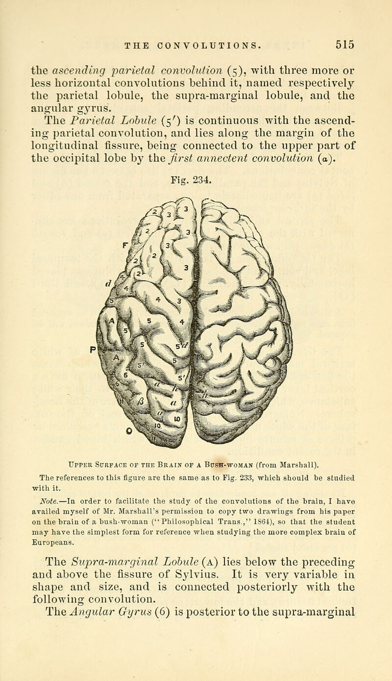 the ascending parietal convoJufion (5), with three more or less horizontal convolutions behind it, named respectively the parietal lobule, the supra-marginal lobule, and the angular gjTus. The Parietal Lobule (5') is continuous with the ascend- ing parietal convolution, and lies along the margin of the longitudinal fissure, being connected to the upper part of the occipital lobe by the^?s^ annectent convolution (a). Fig. 234. Upper Surface of the Brain of a Bush-woman (from Marshall). The references to this figure are the same as to Fig. 233, which should be studied with it. Note.—In order to facilitate the study of the convolutions of the brain, I have availed myself of Mr. Marshall's permission to copy two drawiugs from his paper on the brain of a bush-woman (Philosophical Trans., 1S61), so that the student may have the simplest form for reference when studying the more complex brain of Europeans. The Supra-marginal Lohule (a) lies below the preceding and above the fissure of Sylvius. It is very variable in shape and size, and is connected posteriorly with the following convolution. The Angular Gyrus (6) is posterior to the supra-marginal