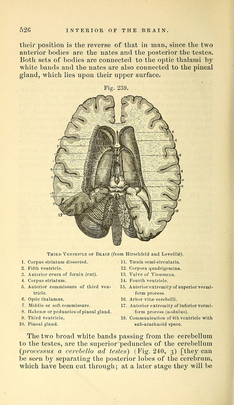 their position is the reverse of that in man, since the two anterior bodies are the nates and the posterior the testes. Both sets of bodies are connected to the optic thalami by white bands and the nates are also connected to the pineal gland, which lies upon their upper surface. Third Vrntricle of Brain 1. Corpus striatum dissected. 2. Fiftli ventricle. 3. Anterior crura of fornix (cut). 4. Corpus striatum. 5. Anterior commissure of tbird ven- tricle. 6. Optic thalamus. 7. Middle or soft commissure. 8. Habenffi or peduncles of pineal gland 9. Third ventricle. 10. Pineal gland. (from Hirschfeld and Leveill6). 11. Tajnia semi-circularis. 12. Corpoi'a quadrigemina. 13. Valve of Vieussecs. 14. Fourth ventricle. 15. Anterior extremity of superior vei'mi- form process. 16. Arbor vitse cerebelli. 17. Anterior extremity of inferior vermi- form pi'ocess (nodulus). 19. Communication of-Ith ventricle with sub-arachnoid space. The two broad white bands passing from the cerebellum to the testes, are the superior peduncles of the cerebellum (processus a cerehello ad testes) (Fig. 240, 3) [they can be seen by separating the posterior lobes of the cerebrum, which have been cut through; at a later stage they will be