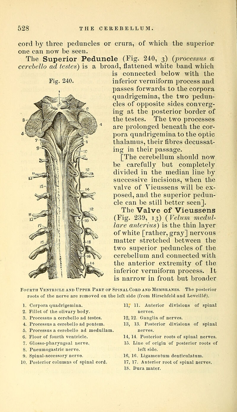 Fig. 240. cord by three peduncles or crura, of which the superior one can now be seen. The Superior Peduncle (Fig- 240, 3) (processus a cerebeUo ad testes) is a broad, flattened white band whicli is connected below with the inferior vermiform process and passes forwards to the corpora qnadrigemina, the two pedun- cles of opposite sides converg- ing at the posterior border of the testes. The two processes are prolonged beneath the cor- pora quadrigemina to the optic thalamus, their fibres decussat- ing in their passage. [The cerebellum shonld now be carefully but completely divided in the median line by successive incisions, when the valve of Yieussens will be ex- posed, and the superior pedun- cle can be still better seen]. The Valve of Vieussens (Fig. 239, 13) (Velum medul- lare anterius') is the thin layer of white [rather, gray] nervous matter stretched between the two superior peduncles of the cei'ebellum and connected with the anterior extremity of the inferior vermiform process. It is narrow in front but broader FodRTH Ventricle and Upper Part of Spinal Cord and Membranes. The posterior roots of the nerve are removed on the left side (from Hirschfeld and Leveill^). 1. Corpora quadrigemina. 2. Fillet of the olivary body. 3. Processus a cerehello ad testes. 4. Processus a cerehello ad pontem. 5. Processus a cerebello ad meduUam. 6. Floor of fourth ventricle. 7. Glosso-pharyngeal nerve. S. Pneumogastric nerve. 9. Spinal-accessory nerve. 10. Posterior columns of spina,! cord. 11, 11. Anterior divisions of spinal nerves. 12, 12. Ganglia of nerves. 13, 13. Posterior divisions of spinal nerves. 14, 14. Posterior roots of spinal nerves. 15, Line of origin of posterior roots of left side. 16, 16. Ligamentum denticulatum. 17, 17. Anterior root of spinal nerves. IS. Dura mater.