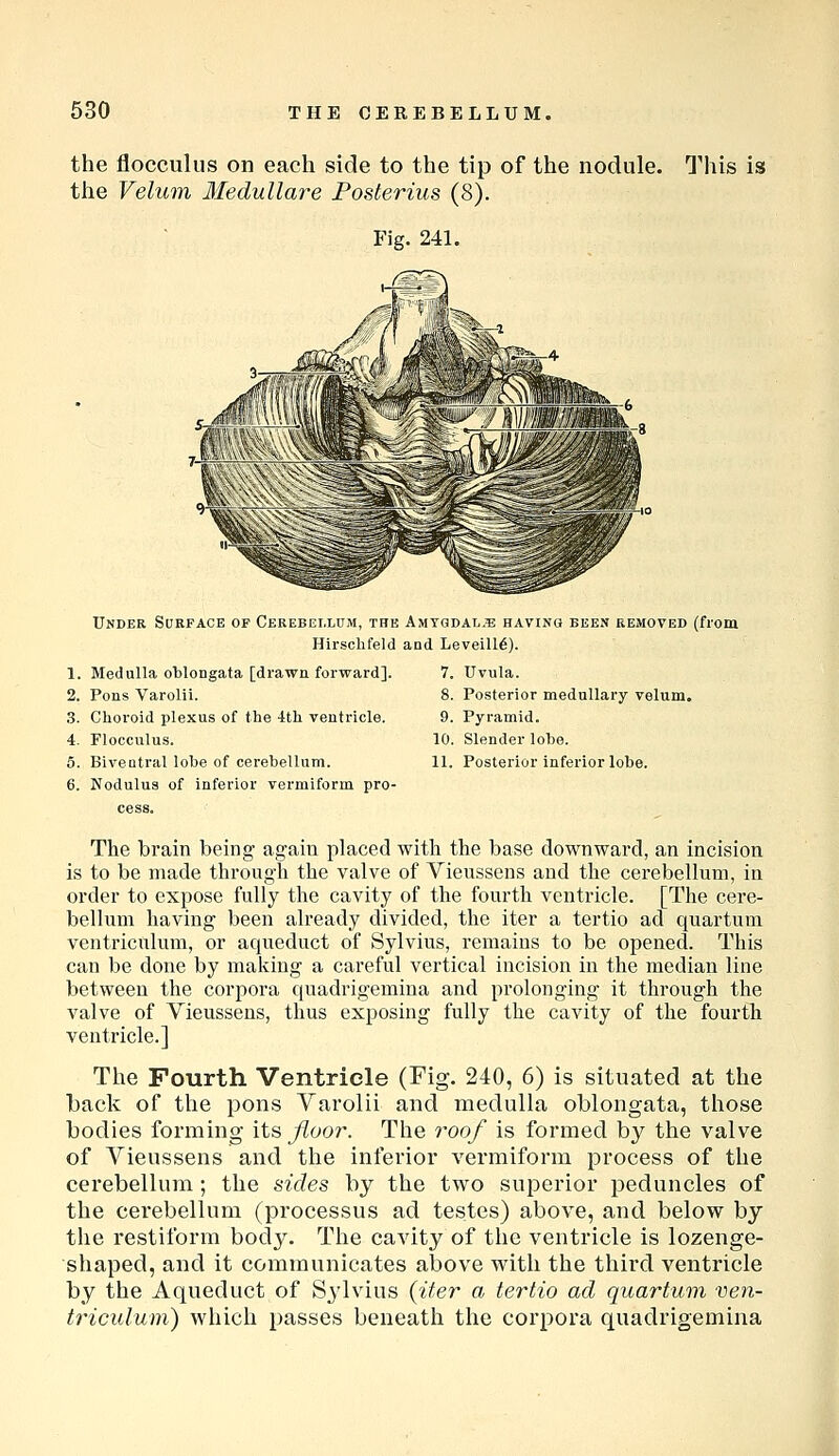 the flocculus on each side to the tip of the nodule. This is the Velum Medullare Fosterius (8). Fig. 241. Under Surface of Cerebellum, the Amyqdal.'e having been removed (from Hirschfeld and Leveill6). 1. Medulla oblongata [drawn forward]. 2. Pons Varolii. S. Choroid plexus of the 4th ventricle. 4. Flocculus. 5. Biventral lobe of cerebellum. 6. Nodulus of inferior vermiform pro- cess. 7. Uvula. 8. Posterior medullary velum. 9. Pyramid. 10. Slender lobe. 11. Posterior inferior lobe. The brain being again placed with the base downward, an incision is to be made through the valve of Vieussens and the cerebellum, in order to expose fully the cavity of the fourth ventricle. [The cei'e- belluni having been already divided, the iter a tertio ad quartum ventriculum, or aqueduct of Sylvius, remains to be opened. This can be done by making a careful vertical incision in the median line between the corpora quadrigemina and prolonging it through the valve of Vieussens, thus exposing fully the cavity of the fourth ventricle.] The Fourth Ventricle (Fig. 240, 6) is situated at the back of the pons Yarolii and medulla oblongata, those bodies forming its Jioor. The roof is formed by the valve of Vieussens and the inferior vermiform process of the cerebellum; the sides by the two superior peduncles of the cei'ebellum (processus ad testes) above, and below by the restiform body. The cavity of the ventricle is lozenge- shaped, and it communicates above with the third ventricle by the Aqueduct of Sylvius (iter a tertio ad quartum ven- triculum) which passes beneath the corpora quadrigemina