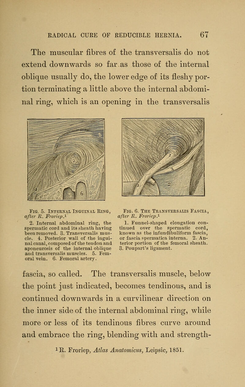 The muscular fibres of the transversalis do not extend downwards so far.as those of the internal oblique usually do, the lower edge of its fleshy por- tion terminating a little above the internal abdomi- nal ring, which is an opening in the transversalis Fig. 5. Internal Inguinal Ring, after R. Froriep.^ 2. Internal abdominal ring, the spermatic cord and its stieath having been removed. 3. Transversalis mus- cle. 4. Posterior wall of the ingui- nal canal, composed of the tendon and aponeurosis of the internal oblique and transversalis muscles. 5. Fem- oral vein. 6. Femoral artery. Fig. 6. The Transversalis Fascia, after R. Froriep.^ 1. Funnel-shaped elongation con- tinued over the spermatic cord, known as the infundibuliform fascia, or fascia spermatica interna. 2. An- terior portion of the femoral sheath. 3. Poupart's ligament. fascia, so called. The transversalis muscle, below the point just indicated, becomes tendinous, and is continued downwards in a curvilinear direction on the inner side of the internal abdominal ring, while more or less of its tendinous fibres curve around and embrace the ring, blending with and strength- IR. Froriep, Atlas Anatomicus, Leipsic, 1851.