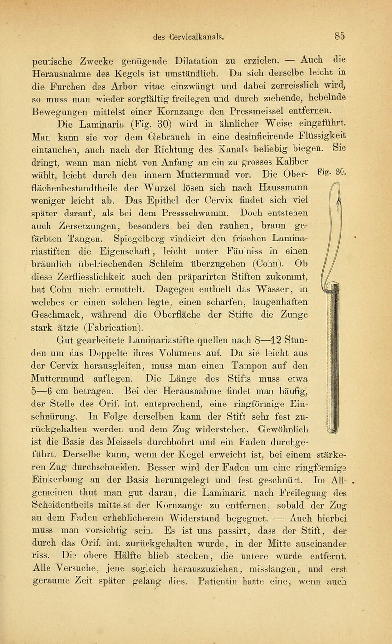 peutische Zwecke genügende Dilatation zu erzielen. — Auch die Herausnahme des Kegels ist umständlich. Da sich derselbe leicht in die Furchen des Arbor vitae einzwängt und dabei zerreisslich wird, so muss man wieder sorgfältig freilegen und durch ziehende, hebelnde Bewegungen mittelst einer Kornzange den Pressmeissel entfernen. Die Laminaria (Fig. 30) wird in ähnlicher Weise eingeführt. Man kann sie vor dem Gebrauch in eine desinficirende Flüssigkeit eintauchen, auch nach der Richtung des Kanals beliebig biegen. Sie dringt, wenn man nicht von Anfang an ein zu grosses Kaliber wählt, leicht durch den innern Muttermund vor. Die Ober- Fl£- 30- flächenbestandtheile der Wurzel lösen sich nach Haussmann weniger leicht ab. Das Epithel der Cervix findet sich viel später darauf, als bei dem Pressschwamm. Doch entstehen auch Zersetzungen, besonders bei den rauhen, braun ge- färbten Tangen. Spiegelberg vindicirt den frischen Lamina- riastiften die Eigenschaft, leicht unter Fäulniss in einen bräunlich übelriechenden Schleim überzugehen (Cohn). Ob diese Zerfliesslichkeit auch den präparirten Stiften zukommt, hat Cohn nicht ermittelt. Dagegen enthielt das Wasser, in welches er einen solchen legte, einen scharfen, laugenhaften Geschmack, während die Oberfläche der Stifte die Zunge stark ätzte (Fabrication). Gut gearbeitete Laminariastifte quellen nach 8—12 Stun- den um das Doppelte ihres Volumens auf. Da sie leicht aus der Cervix herausgleiten, muss man einen Tampon auf den Muttermund auflegen. Die Länge des Stifts muss etwa 5—6 cm betragen. Bei der Herausnahme findet man häufig, der Stelle des Orif. int. entsprechend, eine ringförmige Ein- schnürung. In Folge derselben kann der Stift sehr fest zu- rückgehalten werden und dem Zug widerstehen. Gewöhnlich ist die Basis des Meisseis durchbohrt und ein Faden durchge- führt. Derselbe kann, wenn der Kegel erweicht ist, bei einem stärke- ren Zug durchschneiden. Besser wird der Faden um eine ringförmige Einkerbung an der Basis herumgelegt und fest geschnürt. Im All- gemeinen thut man gut daran, die Laminaria nach Freilegung des Scheidentheils mittelst der Kornzange zu entfernen, sobald der Zug an dem Faden erheblicherem Widerstand begegnet. — Auch hierbei muss man vorsichtig sein. Es ist uns passirt, dass der Stift, der durch das Orif. int. zurückgehalten wurde, in der Mitte auseinander riss. Die obere Hälfte blieb stecken, die untere wurde entfernt. Alle Versuche, jene sogleich herauszuziehen, misslangen, und erst geraume Zeit später gelang dies. Patientin hatte eine, wenn auch