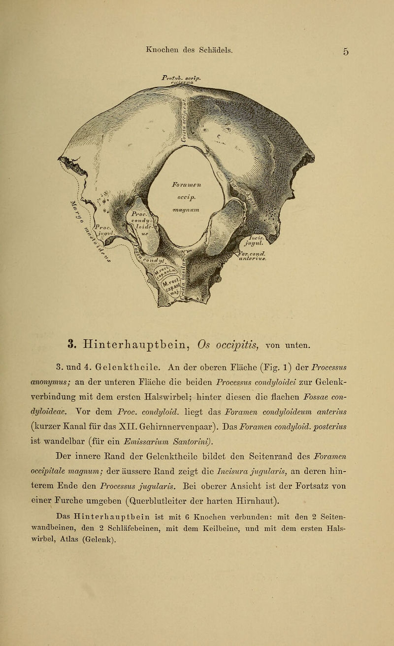 Jpvnfjth, ecetp. 3. Hinterhauptbein, Os occipitis, von unten. 3. und 4. Gelenkthcile. An der oberen Fläche (Fig. l) dev Processus anonymus; an der unteren Fläche die beiden Processus condyloidei zur Gelenk- verbindung mit dem ersten Halswirbel; hinter diesen die flachen Fossae con- dyloideae. Vor dem Proc. condyloid. liegt das Foramen condyloideum anterius (kurzer Kanal für das XII. Gehirnnervenpaar). Das Foramen condyloid. posterius ist wandelbar (für ein Emissarium Santorini). Der innere Eand der Gelcnktheile bildet den Seitenrand des Foramen occipitale magnum; der äussere Eand zeigt die Incisura jugularis, an deren hin- terem Ende den Processus jugularis. Bei oberer Ansicht ist der Fortsatz von einer Furche umgeben (Querblutleiter der harten Hirnhaut). Das Hinterhauptbein ist mit 6 Knochen verbunden: mit den 2 Seiten- wandbeinen, den 2 Schläfebeinen, mit dem Keilbeine, und mit dem ersten Hals- wirbel, Atlas (Gelenk).