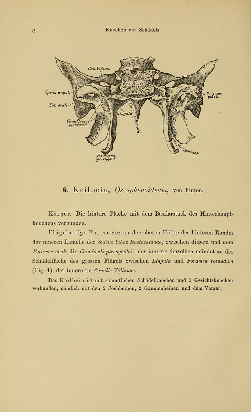 Jlamulu 6. Keilbein, Os sphenoideum, von hinten. Körper, Die hintere Fläche mit dem Basilarstück des Hinterhaupt- knochens verbunden. riügelartige Fortsätze: an der oberen Hälfte des hinteren Randes der inneren Lamelle der Sulcus tuhae EustacManae; zwischen diesem und dem Foramen ovale die Canaliculi pterygoidei; der äussere derselben mündet an der Schädelfläche des grossen Flügels zwischen Lingula und Foramen rotuudum (Fig. 4), der innere im Canalis Vidianus. Das Keilbein ist mit sämmtlichen Schädelknochen und 5 Gesichtsknochen verbunden, nämlich mit den 2 Jochbeinen, 2 Gaumenbeinen und dem Vomer.