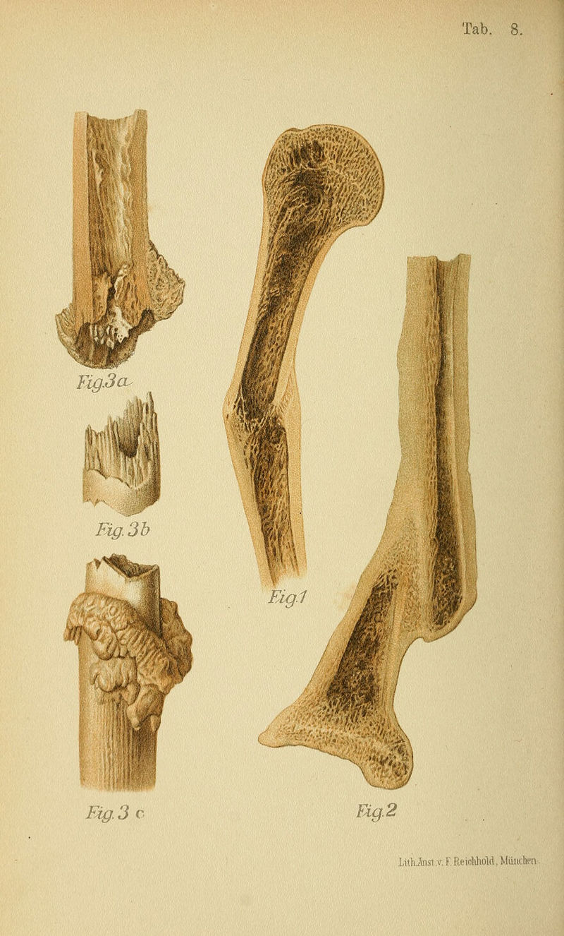 xa.0. o. Fig. 3 c Eig.2