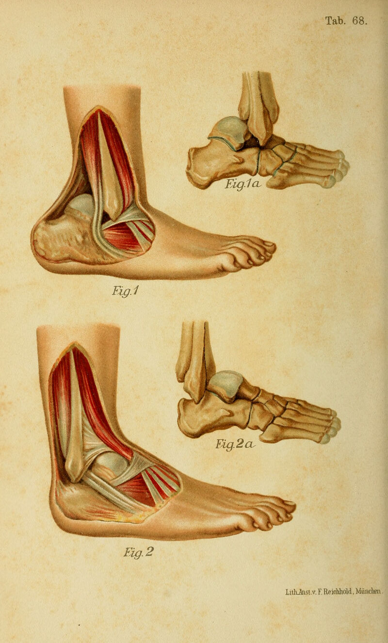 Tab. 68. mg.1 Fig. 2 Lükänst.v. F. Reiolihöld, München