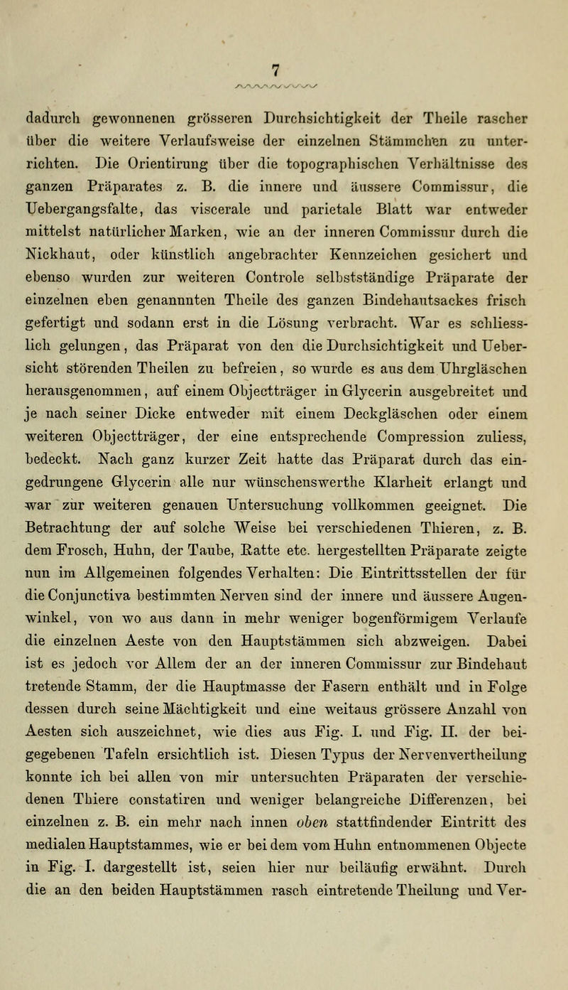 dadurch gewonnenen grösseren Durchsichtigkeit der Theile rascher über die weitere Verlaufsweise der einzelnen Stämmchien zu unter- richten. Die Orientirung über die topographischen Verhältnisse des ganzen Präparates z. B. die innere und äussere Commissur, die Uebergangsfalte, das viscerale und parietale Blatt war entweder mittelst natürlicher Marken, wie an der inneren Commissur durch die Nickhaut, oder künstlich angebrachter Kennzeichen gesichert und ebenso wurden zur weiteren Controle selbstständige Präparate der einzelnen eben genannnten Theile des ganzen Bindehautsackes frisch gefertigt und sodann erst in die Lösung verbracht. War es schliess- lich gelungen, das Präparat von den die Durchsichtigkeit und Ueber- sicht störenden Theilen zu befreien, so wurde es aus dem Uhrgläschen herausgenommen, auf einem Objectträger in Glycerin ausgebreitet und je nach seiner Dicke entweder mit einem Deckgläschen oder einem weiteren Objectträger, der eine entsprechende Compression zuliess, bedeckt. Nach ganz kurzer Zeit hatte das Präparat durch das ein- gedrungene Glycerin alle nur wünschenswerthe Klarheit erlangt und war zur weiteren genauen Untersuchung vollkommen geeignet. Die Betrachtung der auf solche Weise bei verschiedenen Thieren, z. B. dem Frosch, Huhn, der Taube, Patte etc. hergestellten Präparate zeigte nun im Allgemeinen folgendes Verhalten: Die Eintrittsstellen der für die Conjunctiva bestimmten Nerven sind der innere und äussere Augen- winkel, von wo aus dann in mehr weniger bogenförmigem Verlaufe die einzelnen Aeste von den Hauptstämmen sich abzweigen. Dabei ist es jedoch vor Allem der an der inneren Commissur zur Bindehaut tretende Stamm, der die Hauptmasse der Fasern enthält und in Folge dessen durch seine Mächtigkeit und eine weitaus grössere Anzalü von Aesten sich auszeichnet, wie dies aus Fig. I. und Fig. DI. der bei- gegebenen Tafeln ersichtlich ist. Diesen Typus der Nervenvertheilung konnte ich bei allen von mir untersuchten Präparaten der verschie- denen Thiere constatiren und weniger belangreiche Differenzen, bei einzelnen z. B. ein mehr nach innen oben stattfindender Eintritt des medialen Hauptstammes, wie er bei dem vom Huhn entnommenen Objecte in Fig. I. dargestellt ist, seien hier nur beiläufig erwähnt. Durch die an den beiden Hauptstämmen rasch eintretende Theilung und Ver-