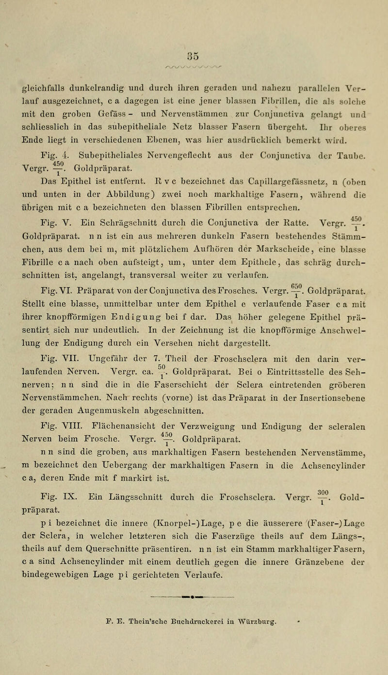 gleichfalls dunkelrandig und durch ihren geraden und nahezu parallelen Ver- lauf ausgezeichnet, ca dagegen ist eine jener blassen Fibrillen, die als Bolcbe mit den groben Gcfäss - und Nervenstämmen zur Conjunctiva gelangt und schliesslich in das subepitheliale Netz blasser Fasern übergeht. Ihr oberes Ende liegt in verschiedenen Ebenen, was hier ausdrücklich bemerkt wird. Fig. -i. Subepitheliales Nervengeflecht aus der Conjunctiva der Taube. Vergr. —. Goldpräparat. Das Epithel ist entfernt. Rvc bezeichnet das Capillargefässnetz, n (oben und unten in der Abbildung) zwei noch markhaltige Fasern, während die übrigen mit c a bezeichneten den blassen Fibrillen entsprechen. Fig. V. Ein Schrägschnitt durch die Conjunctiva der Ratte. Vergr. —. Goldpräparat, n n ist ein aus mehreren dunkeln Fasern bestehendes Stämm- chen, aus dem bei m, mit plötzlichem Aufhören der Markscheide, eine blasse Fibrille ca nach oben aufsteigt, um, unter dem Epithele, das schräg durch- schnitten ist, angelangt, transversal weiter zu verlaufen. Fig. VI. Präparat von der Conjunctiva des Frosches. Vergr.—. Goldpräparat. Stellt eine blasse, unmittelbar unter dem Epithel e verlaufende Faser ca mit ihrer knopfförmigen Endigung bei f dar. Das höher gelegene Epithel prä- sentirt sich nur undeutlich. In der Zeichnung ist die knopfförmige Anschwel- lung der Endigung durch ein Versehen nicht dargestellt. Fig. VII. Ungefähr der 7. Theil der Froschsclera mit den darin ver- 50 laufenden Nerven. Vergr. ca. ■--. Goldpräparat. Bei o Eintrittsstelle des Seh- nerven: nn sind die in die Faserschicht der Sclera eintretenden gröberen Nervenstämmchen. Nach rechts (vorne) ist das Präparat in der Insertionsebene der geraden Augenmuskeln abgeschnitten. Fig. VIII. Flächenansicht der Verzweigung und Endigung der scleralen Nerven beim Frosche. Vergr. —. Goldpräparat. nn sind die groben, aus markhaltigen Fasern bestehenden Nervenstämme, m bezeichnet den Uebergang der markhaltigen Fasern in die Achsencylinder c a, deren Ende mit f markirt ist. Fig. IX. Ein Längsschnitt durch die Froschsclera. Vergr. —. Gold- präparat. pi bezeichnet die innere (Knorpel-)Lage, pe die äusserere (Faser-)Lage der Sclera, in welcher letzteren sich die Faserzüge theils auf dem Längs-, theils auf dem Querschnitte präsentiren. n n ist ein Stamm markhaltiger Fasern, c a sind Achsencylinder mit einem deutlich gegen die innere Gränzebene der bindegewebigen Lage pi gerichteten Verlaufe. F. E. Thein'sche Buchdruckerei in Würzburg.