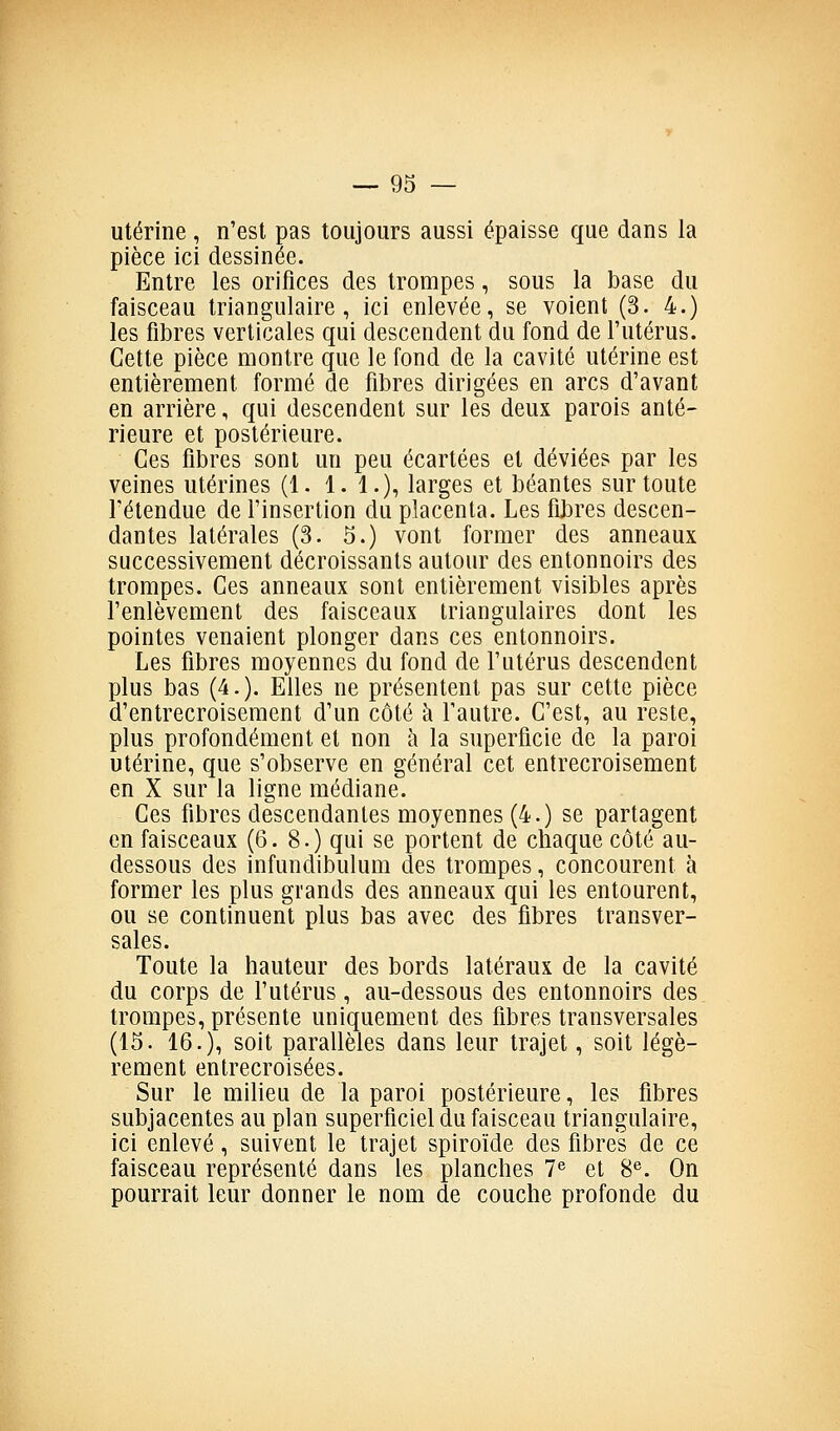 utérine, n'est pas toujours aussi épaisse que dans la pièce ici dessinée. Entre les orifices des trompes, sous la base du faisceau triangulaire, ici enlevée, se voient (3. 4.) les fibres verticales qui descendent du fond de l'utérus. Cette pièce montre que le fond de la cavité utérine est entièrement formé de fibres dirigées en arcs d'avant en arrière, qui descendent sur les deux parois anté- rieure et postérieure. Ces fibres sont un peu écartées et déviées par les veines utérines (1. 1.1.), larges et béantes sur toute rétendue de l'insertion du placenta. Les fibres descen- dantes latérales (3. 5.) vont former des anneaux successivement décroissants autour des entonnoirs des trompes. Ces anneaux sont entièrement visibles après l'enlèvement des faisceaux triangulaires dont les pointes venaient plonger dans ces entonnoirs. Les fibres moyennes du fond de l'utérus descendent plus bas (4.). Elles ne présentent pas sur cette pièce d'entrecroisement d'un côté ti l'autre. C'est, au reste, plus profondément et non à la superficie de la paroi utérine, que s'observe en général cet entrecroisement en X sur la ligne médiane. Ces fibres descendantes moyennes (4.) se partagent en faisceaux (6. 8.) qui se portent de chaque côté au- dessous des infundibulum des trompes, concourent à former les plus grands des anneaux qui les entourent, ou se continuent plus bas avec des fibres transver- sales. Toute la hauteur des bords latéraux de la cavité du corps de l'utérus, au-dessous des entonnoirs des trompes, présente uniquement des fibres transversales (15. 16.), soit parallèles dans leur trajet, soit légè- rement entrecroisées. Sur le milieu de la paroi postérieure, les fibres subjacentes au plan superficiel du faisceau triangulaire, ici enlevé, suivent le trajet spiroïde des fibres de ce faisceau représenté dans les planches 1^ et 8^. On pourrait leur donner le nom de couche profonde du