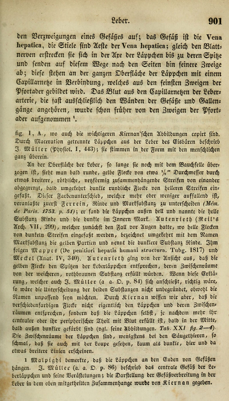ben S3er5n?etgun3en clnea ©efdgcS auf; t)a§ ©cfdg tjl bie Vena hepatica, bie @ttelc ftnb 2(ej!c bcrVena hepatica; gletd^ ben S5(att=: nerüen erjlredFcn fte ffc^ tn ber Zxt ber ?d^pcl[)cn b{§ p beten @^{§e unb fenben auf btefem SBege nacfe ben Letten bin feinere Sweige ab; biefe fielen an ber gan5en Dberfldcbe ber ßdp^djen mit einem Gapiaatne^e in SSerbinbun^, tt)eld)e6 au§ ben feinjien St^eigen ber ^fortaber gcbilbet wirb. T)a$ S3Iut au§ ben döpillarne^en ber Gebers arterie, hk faj! au6fd[)liegri4) ben 5Bdnben ber ©efdge unb ©aüens gdnge an9el)oren, würbe fdjon fruljer tjon ben Steigen ber ^^oxU aber aufgenommen *. fig. 1, A., lüo and) bii wichtigeren Äiernan'f(^en ^I^bbilbungen copirt finb. ^urd^ SJiaceration getrennte ßo^pd^en au6 ber Ceber beö ßfgbdren befd^rieb 3- 9)?üUer Opfjpftol. I, 443)5 fie ftimmen tn ber gorm mit ben menfdjüc^en ganj uberein. 2fn ber S)6erfldc^e ber Ceber, fo tonge fie nod^ mit bem a5aud)feUe über? jogen ift, ftebt man batb runbe, gelbe glecEe üon etwa %' ©urcj^meffer burd^ etwas breitere, rotbiic^e, «eiförmig ^jufammenbdngenbe (Streifen üon etnonbec abgegren^^t, balb umgelEebrt bunfte runbli^e gletfe üon ijeUeren (Streifen eins gefaxt, ^ttfer garbcnunterfc^teb, weld^cr met)r ober weniger auffatlenb ift, ceranlapte juerft ^Qvv^in, dimbi unb 9)?arffubftan^ ju unterfd^etben (JUm. (?e Paris. 1753. p. 5i)\ er fanb bvi. Cdppd^en aufen bfU unb nannte W l)eirc ©ubj!on^ S^inbe unb \>\z bun!(e im Snnern ?0?arf. 2futenrtet^ (9?etP§ 2(:r(^. Vir, 299), welker ^unddjft ben %oSi. oor trugen Ibatte, wo I)eUe ^recfen »on bunfeln (Streifen eingefaßt werben, bejeii^net umgefet)rt mit bem SZamen SDfJar^fubjton^ bie gelben Partien unb nennt W bunfkre @ub|tanj Slinbe. S^m folgen SJJappe^ (De penlliori hepatis humani structura. Tubg. 1817) unb a)?ecfel (2(nat. IV, 340). 2futenrietl) ging oon ber 2Cn[i(^t au§, bo.% bie gelben §tec!e ben ©pi|en ber 2cbcrldpp(^en entfprec^en, bertn 3wifc^enrdume oon ber weici^eren, rotl)braunen (Subftanj erfüllt würben. SÖenn biefe ©rJlds rung, weld^er audj S. SDfiüUer (a a. SD. p. 84) ffd^ onfc^lieft, richtig wdre, fo wdre bie Unterfd)eibung ber beiben ©ubjtanjen nic|)t unbegrünbet, obwol)l W 5^amen unpajfenb fei)n moi^ten. 2)urc!^ Äiernan wiffen wir aber, bo!^ b\t berfc^iebenfarbigen glcc!e nid^t eigentlich ben ßdppc^en unb beren ^wifc^en« räumen entfpred^en, fonbern bo.^ Ix^ Cdppc^en felbjt, je nad^bem mei)r Vc)t centraler ober ii)r peripl)erifd^er Sljeit mit SSlut erfüüt tft, ^oXb in ber SKttte, balb au^en bunHer gefärbt finb (ogl. feine 2(bbitbungen. Tab. XXI fig. ^—4). 2)ie 3wifd^enrdume ber ßdppc^en finb, wemgftenä Ui hin ©dugetbteren, fo fdjmal, ba^ fte aud^ mit ber C-oupe gefe'^en, faum alö bunfle, ibier unb ba Qttva^ breitere ßinten erfd^etnen. 1 SOZalpigbi bemerkte, baf bie Cdppd^en an ben ©nben üon ©efd^cn t;dngen. S- emulier (a. a. D. p. 86) bef^rieb ha€ centrale ®efdf ber Se* bcrldppd^en unb feine SSerdftelungen; bie Sarftellung ber ©efd^oerbreitung tn ber Ceber in bem oben mitget^eilten Bufammen^ange würbe bon Äiernan gegeben.