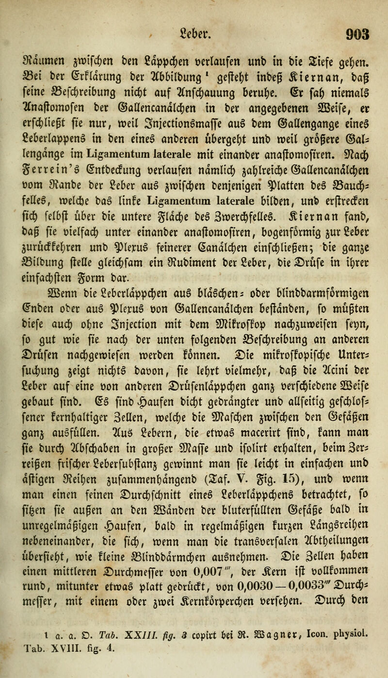 9?dumen jwifcfjen ben Up)(>(^m »erlaufen unb m bie Siefe gelten. S3et ber ^rfrarung ber HhhlMuQ' Qtfti)t tnbeg Äiernan, t)a^ feine S5efd)retbun9 nic()t auf 2fnfcf)auung beruhe, dx fa^ niemals 2(na(lomofen ber ®allencandlcl[)en in ber angegebenen SBeife, et erfdS)liegt fte nur, weil Sniection^maffe a\x$ bem @allengange eine§ ^eberla^penS in ben eine^ anberen uberge()t unb weil größere ©als lengdnge im Ligamentum laterale mit einanber anafiomofiren. 9^ac& gerrein'^ Sntbecfung »erlaufen ndmlid) 5a]S)lreic^e(SJattencandlc^en t)om 9?anbe ber ^eber au§ jtvifdjjen benjenigeri platten beS SSaud^^ feilet, weldbe ba6 linfe Ligamentum laterale bilben, unb erjirecfen ftc& felbft über bie untere gld(^e beS 3werd&felle§. Äiernan fanb, t)a^ fie üielfadj) unter einanber anaflomöftren, bogenförmig jur Seber 5uruc!fel)ren unb ^Uxn^ feinerer ßandlc^en einfd)liegen; bie ganjc S5ilbung flelle gleic^fam ein C?ubiment berSeber, bie£)rüfe in i|)rer cinfad)(len gorm bar. S35enn bie 2ebcrld^pd[?en au6 bld§dS)en- ober blinbbarmformtgen ^nben ober au^ ^leruS t)on ®allencandld[)en bejldnben, fo mügten biefe aud) ofcne Snjection mit bem 9}?ifroffop nadS)5un>eifen fet)n, fo gut wie fte nac^ ber unten folgenben S5efc{)reibung an anberen Brufen nad[)gewiefen werben fonnen. ^ie mifroffo^ifc{)e Unter- fudS)ung jeigt nicf)t§ ta'oon, fte leiert mlmt\)x, bag tk 2lcini ber Mer auf eine üon anberen 2;)rufenld^^)ci()en ganj üerfc^iebene SBeifc Qihant ftnb. d$ ftnb |)aufen bid)t gebrdngter unb allfeitig gefc^lof^ fener fern{)altiger Seilen, weldje bie 9J?afcl)en jwifdjen ben (SJefdgen ganj auffüllen, lin^ Gebern, tlt etvoa$ macerirt ftnb, fann man fte burc§ 2lbfc()aben in groger 9J?af[e unb ifolirt erhalten, beimSer^ reigen frifdjer ^eberfubflanj gewinnt man fte leict)t in cinfaijen unb djligen OJei^en jufammenbdngenb (Saf. V. gig. 15), unb wenn man einen feinen ^urd)fd)nitt eine6 2eberldp^d{)en§ Utxa(i)Ut, fo ft§en fte äugen an ben SBdnben ber bluterfüllten ©efdge balb in unregelmdgigen |)aufen, balb In regelmdgigen furjen 2dng6reil)en nebeneinanber, tk fidj), wenn man bie tranSüerfalen 2(bt^eilungen überfteljt, wk fleine S3l{nbbdrmcl[)en au$m^mm. X)k Seilen Ijjaben einen mittleren £>urcbmeffer üon 0,007', ber Äern ij! »oüfornmen runb, mitunter ettoa$ ^latt gebrüdTt, t)on 0,0030 — 0,0033'^'^urd[)i meffer, mit einem ober jwei Äernf6rperd[)en t)erfe|)en. ^urd^ hm \ a. a. D. Tab. XXIII. flg. 3 copirt ki 5». aBagncr, Icon. physiol. Tab. XVIII. fig. 4.