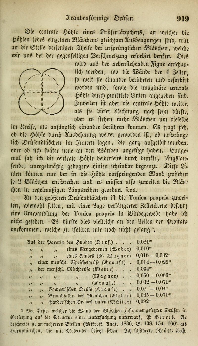 ^te centrale .g)o^le etneS Drüfenldppc][)en6, an tt)eld()er bic ^bf)kn jebca einzelnen SSrdad^eng QUld)fam Zu^btu^m^tn ftnb, tritt an bie ©teile berjenigen Sl^etle ber urfprünglidjen S5ldgd()en, n?elcf)c wir un6 bei ber geäenfeitigen 23erfcl}mel§ung reforbirt benfen. i^ieg wirb an^ ber nebenjle()enben ^igur anfd^au^ eltd) werben, wo tk SBdnbe ber 4 Seilen, fo weit fte einanber beiul)rten unb reforbirt worben ftnb, fowie bie imagindre centrale ^o^le burcb pmfxixU Linien angegeben ftnb. Suweilen i(l aber bie centrale v^oljle weiter, ala fte biefer 9?ecl[)nung m6) fepn burfte, ober e6 jlel)en niel)r S5ld6c6en um biefelbc im Greife, al6 anfdnglid) einanber berubren fonnten. (5^ fragt ftcb, ob t>k .g)oble burc& 2(u6bebnung weiter geworben ift, ob urfprüngs lieb ^rufenbld^cben im Snnern lagen, tu ganj aufgeloft würben, ober ob ftcb fpdter neue an ben Sßdnben angefugt b^ben. ^inige^: mal fab icb t>u centrale ^oble beiberfeit^ buri^ bunfle, IdngSlau^ fenbe, unregelmäßig gebogene Linien fc^einbar begrenzt. 3)iefe ZU nien fonnen nur ber in bie vg)oble tjorfpringenben Sßanb jwifijen je 2 ^ld6ct)en entfprecben unb eg muffen alfo guweilen bie S3ld0^ eben in regelmäßigen 2dng6reiben georbnct fepn. Tin ben größeren £)rufenbld^cben ij! t)k Timica propria juwei^ len, wtewobl feiten, mit einer Sage Derldngerter 3ellen!erne befe^t; eine Umwanblung ber Tunica propria in ^inbegewebe b^be ich nicbt gefeben. d^ burfte bie6 ütelleicbt an ben Seilen ber ^rojlata üorfommen, welcbe ju ifoliren mir nocb ni^t gelang \ 2fug ber parotis t)e§ ^unbeS (Serf.) • . . 0,021' ,/ „ „ etneg S^Jeugebornen (SKeber) 0,010' /, „ „ eines Ätnbe§ (m. SB a g n e r) 0,016 - 0,032' „ etner mmW- (Spetd^etbrüfe (Traufe) . 0,014—0,029' „ ber menfd^t. fOJi((^brüfe (SBeber) . . . 0,034' n n n „ (SBagner) . - 0,050-0,066' ,, „ „ „ (Äraufe) . . 0,032-0,071' ,/ „ (Soirper'fcfeen S)rüfe (Traufe) . . 0,02 —0,04' /, „ S3ron(^tQlbr. beg 5Kenfc!^en (SBeber) 0,045 — 0,071' „ „ ^arbet:'fd^enS)r. be§^a[en(5)luner) 0,092' 1 ©er (Srfte, ttjetd^er 'iih SBanb ber SSldä(^cn jufammengefe^ttr Prüfen tn SSejie^ung auf \)k ©tructur einer Unterfud^ung unterwarf, ift SBerreS. er bef^reibt fte an niel;rcrcn ©teUen (?0?ifrof6. 2£nat. 1836. (S. J38. 154. 160) o(§ ^ornpldttc^en, bie mit SOJoteculen befe^t fepen. 3ci^ f(^itbevte (5}lu{t. 2Crdj.
