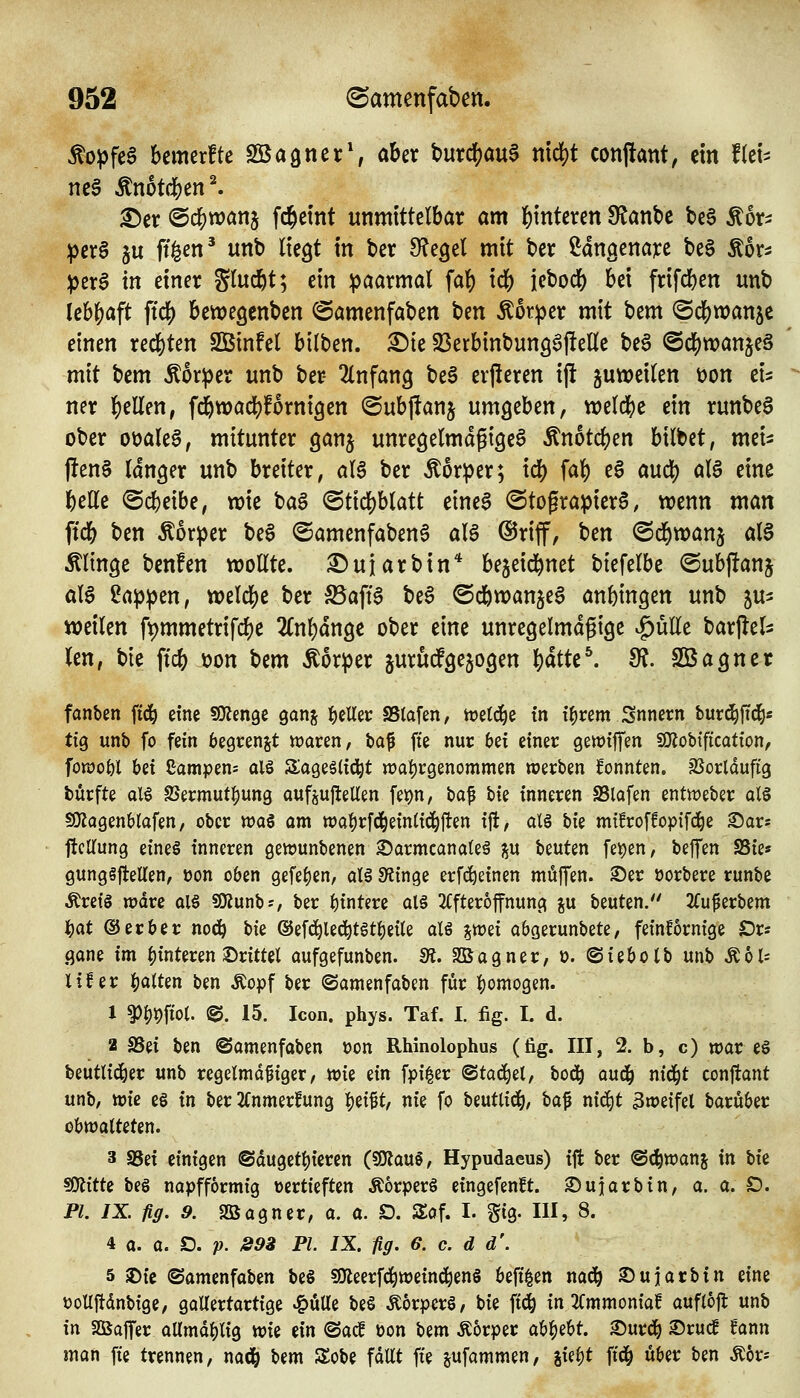 ^opfe§ bemerfte Sßagner', aUx burd[)Ou§ md)t conftant, ein fitU £)cr @c5)n?anj fd^etnt unmittelbar am l&intcren 9?anbc bc§ Äor^ ^cr§ 5u ft^en^ itnb Itegt in ber ^egel mit ber Sdnacnaxe be§ Äot^ pzx$ in einer gluckt; ein paarmal fal^ icb iebocfe bei frifcben unb lebl^aft ftc|) bewegcnben @amenfaben \)m ^brptx mit bem (Sd[)wan5c einen red[)ten Sßinfel bilben. £)te SDerbinbunsaftelle be6 @cl[)wanjeä mit bem Äot^er unb ber 2(nfan9 beä erjleren ijl juweiten t)on tu ner |)ellen, fc^wadfjfornigen ©ubjlanj umgeben, welcbe ein runbeg ober omU^, mitunter ganj unregelmäßige^ Änotcben bilbet, mei- j!en§ langer unb breiter, al§ ber Äor^er; id) fab eS aucb al6 eine belle ©cbeibe, wie ba§ ©ticbblatt eincg ©tograpierö, wenn man ficb ben Körper beS @amenfaben6 aU ©riff, ben <Scbtt>anj al^ Ältnge benfen wollte. 2)uiarbin* bejeid^net biefelbe ©ubftans al§ ?ap))en, welcbe ber S5aft6 beS @cbwan^e6 anbtngen unb ju^ weilen ft)mmetrifcbe 2(nbdnge ober eine unregelmdftige ^ülle barj^el^ Un, bie ftcb üon bem Äorper ^urucfgebogen i)ätk\ fR. Söagner fanben fid^ eine SKenge ganj fjcUer SStafen, rt)etd^e tn t^rem Snnern burc^ftc^« tfg unb fo fein begrenzt tvavm, \)a^ fte nur bei einer gewifTen SQ^obtfication, fowoöl bei Sampens alö Sageslici^t tt)at)r9enommen werben fonnten. jBorlduftg bürfte Ql6 SJermut^ung ouf^ufleUen fet)n, ba^ bie inneren SSlafen entweber alö fOZagenblafen, ober wag om wa^rfd^einCid^ften i|i, al§ bie mt^roffopifd^e Sar* ftcUung eines inneren gewunbenen S)armcana(eä j^u beuten [ei)en, beffen SSie« gungäjleUen, üon oben gefe^en, alö 9?inge erfc^einen muffen, ©er öorbere runbe Ärei§ wdre ol§ SOlunb^, ber i)intere al§ 3(fter6ffnung p beuten. 2(uferbem ]()at ©erber noci^ bie @efc!^led^t§t|)eite aU ^wei abgerunbete, feinlornige Drs <}ane im Hinteren drittel aufgefunben. SU. SB agner, ü. ©iebolb unb ^bU Ufer i^aUen ben Äopf ber ©amenfaben für :()omogen. 1 ^MioU ^. 15. Icon. phys. Taf. I. fig. I. d. 2 aSei ben @amenfaben oon Rhinolophus (fig. III, 2. b, c) war eö feeutlid^er unb regelmäßiger, wie ein fpi^er Btaä^^l, hoö) andg mä)t conftant unb; wie eö in ber 2(nmerfung ^^1% nie fo beutlicb; ta^ mä)t 3weifel barüber obwalteten. 3 S8ei einigen ©dugett)ieren (?OJau§, Hypudaeus) ift ber <S(i^wanj tn hk ^itti beg nopfformig üertieften Äorperg eingefenft. 2)uiarbin, a. a. D. P/. IX. fig. 9. SBagner, a. a. D. Sof. I. gig. III, 8. 4 a. 0. D. V. 39B PI. IX. fig. 6. c. d d\ 5 2)ic ©amenfoben be§ SOteerfci^weincl^eng beft^en nad^ 3)ujarbin eine t)olIftdnbige, gallertartige ^uUe bei Äorperg, bie ft^ in 2CmmoniaB auflojl unb in SSSalfer allmdl)lig wk ein (Sacf üon bem Äorper ah^M. S)urd^ ®ruc! fann man fte trennen, nad& \>m Sobe fallt fte jufammen, jie^t ftd^ über ben Ä6r=