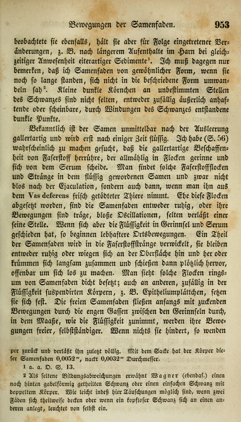 Uf>had)UU fte ebenfalls, ^ä\t jtc aber für golgc eingetretener SScr^ anberungen, 5. S5. nad) längerem 2(ufent()aUe im «^arn bei gleid^- zeitiger Änwefenl^eit eiterartiger <Sebimente\ Sei) mug bagegen nur bemerfen, ha^ xä) ©amenfaben t)on gewo^nlid^er Sorm, wenn fte nod[) fo lange jltanben; ftd^ mä)t in bie befdjjriebene gorm umwan^ beln fal)^ kleine bunfle ^bxn^m an unbejümmten ©teilen be§ ©cbwanjeS fi'nb n\d)t feiten, entweber jufdllig dugerlidS) an^af^ tenbe ober fdj^einbare, burd[) SBinbungen be^ ©d^tDanje^ entjlanbenc bunfle fünfte. ^efanntlid() ift ber <Samen unmittelbar nac^ ber ^(ugleerung gallertartig unb wirb erft nacb einiger Seit fiuffig. Sei) ^abe (®. 56) tt>a]j)rfcbeinlic^ ju mai^en gefucl)t, baß bie gallertartige ^efd[)affens l^eit t)on Saferftoff ^müf)xc, ber allmdl)lig in Sloden gerinne unb ftcl[) t)on bem <2erum fcbeibe. ^an fi'nbet folct)e gaferj!offflo(fen unb @trdnge in Um fluffig geworbenen ©amen unb jwar nl^t bloS nad^ ber ßjaculation, fonbern au<^ bann^ wenn man i^n Ci\x$ bem Vas deferens frifd) getobteter Sl)iere nimmt @()e biefe glodfen abgefegt worben, ftnb bie ©amenfaben entweber rul^ig, ober i|)re SSewegungen ftnb trage, blofe ^Scißationen, feiten öerldgt einer feine ©teile. SBenn ft'cf) aber bie SlufTiö^ett in ©erinnfel unb ©erum gefcl[)ieben i)atf fo beginnen lebl^aftere Drtöbewegungen. din S^eil ber ©amenfaben wirb in t)ie gaferjtoffftrdnge üerwi^elt, fte bleiben entweber ru]()ig ober wiegen \iö) an ber ^berfldd[)e \)\n unb ^er ober frümmen ftc^ langfam jufammen unb fd&iegen bann :|)lo^lid[) l^eröor, ofenbar um ftd^ lo§ ^u macben. Wlan ftel)t fold[)e glodPen rings- um öon ©amenfaben bicbt befe^t; aucb cm anberen, jufdüiig in ber glufftgfeit fuSpenbirten Äor^ern, 5. S3. ^^it^elium^ldttd[)en, fegen fte ftc^ fejl. ^ie freien ©amenfaben fliegen anfangt mit jucfenbcn SSewegungen burdS) bie engen ©äffen jwifcben Un ©erinnfeln burc^, in tfim fD?aage, wie bie gluffigfeit junimmt, werben t^re SSewe* gungen freier, felbjljldnbiger. SBenn nicbta fte ^inbert, fo wenben per juröcf unb ücrld^t tt)n iixU^t ööllfg. SOJit bem (SadEe i)(it ber Ä6rper bfe- fer ©amenfaben 0,0052', nacft 0,0032' Surd^meffer. 1 a. a. D. ©. 13. 2 2Ct§ feltene SSübungäabmetd^ungen eriüd^nt Sßagner (ebenbaf.) einen nac^ i)inUn gabelförmig gettjeitten ©c^wanj ober einen einfad^en ©c^manj mit boppeltem Körper. 3Bie leidet inbep ]()ier Sdufc^ungen möglich ftnb, wenn ^wei gaben \iä) t^eilweife bedien ober n?enn ein fopflofer (Sdjwan;^ fid^ an einen ans bereu anlegt, teuftet oon felbft ein.